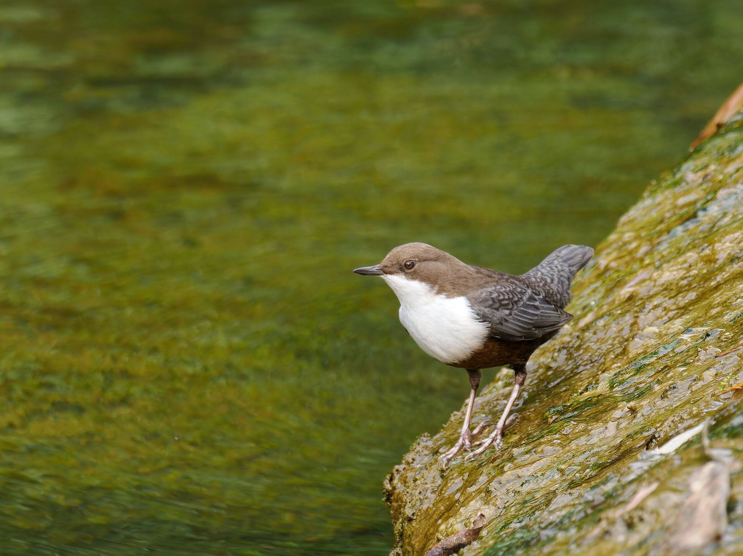 White-throated dipper
