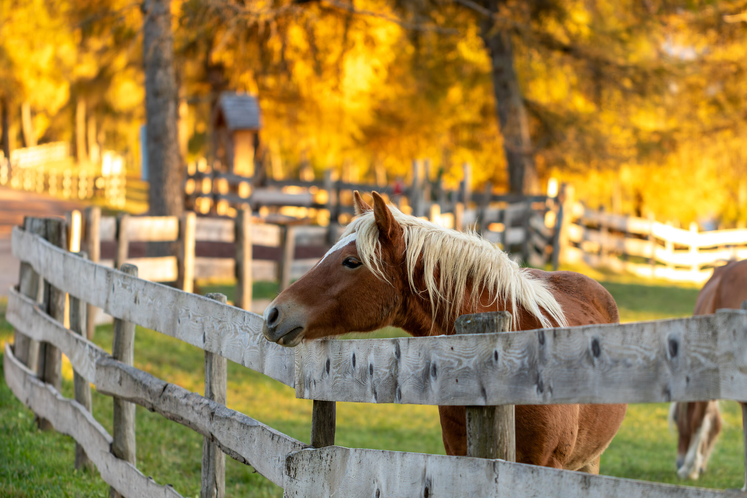 Fury, horse of....foliage