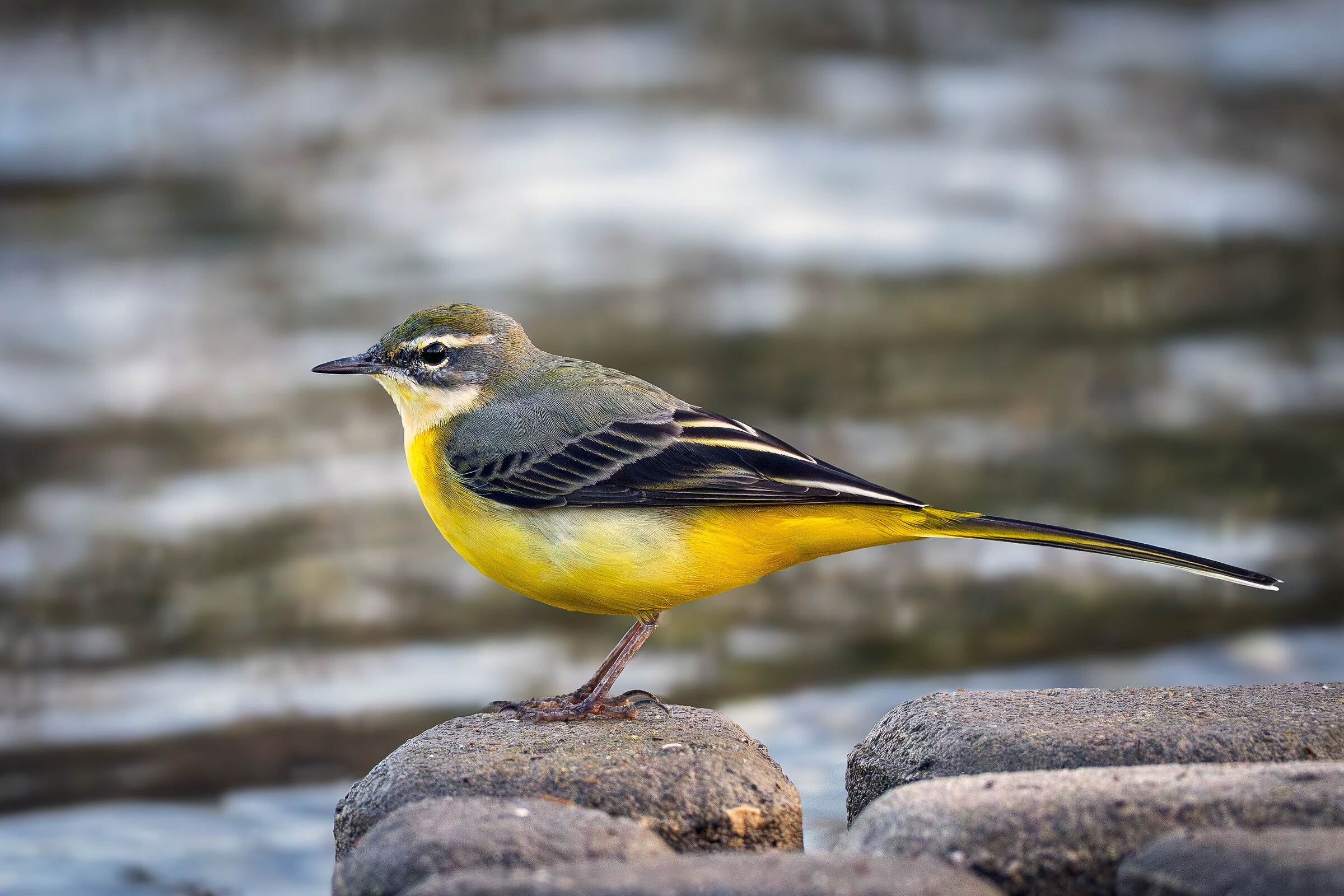 Grey wagtail