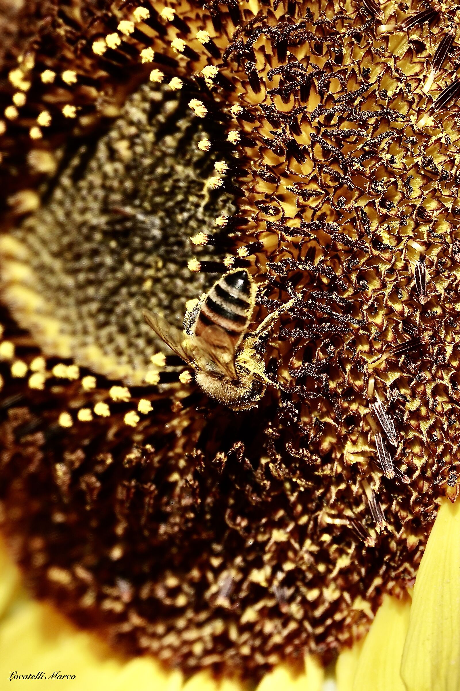 Bee