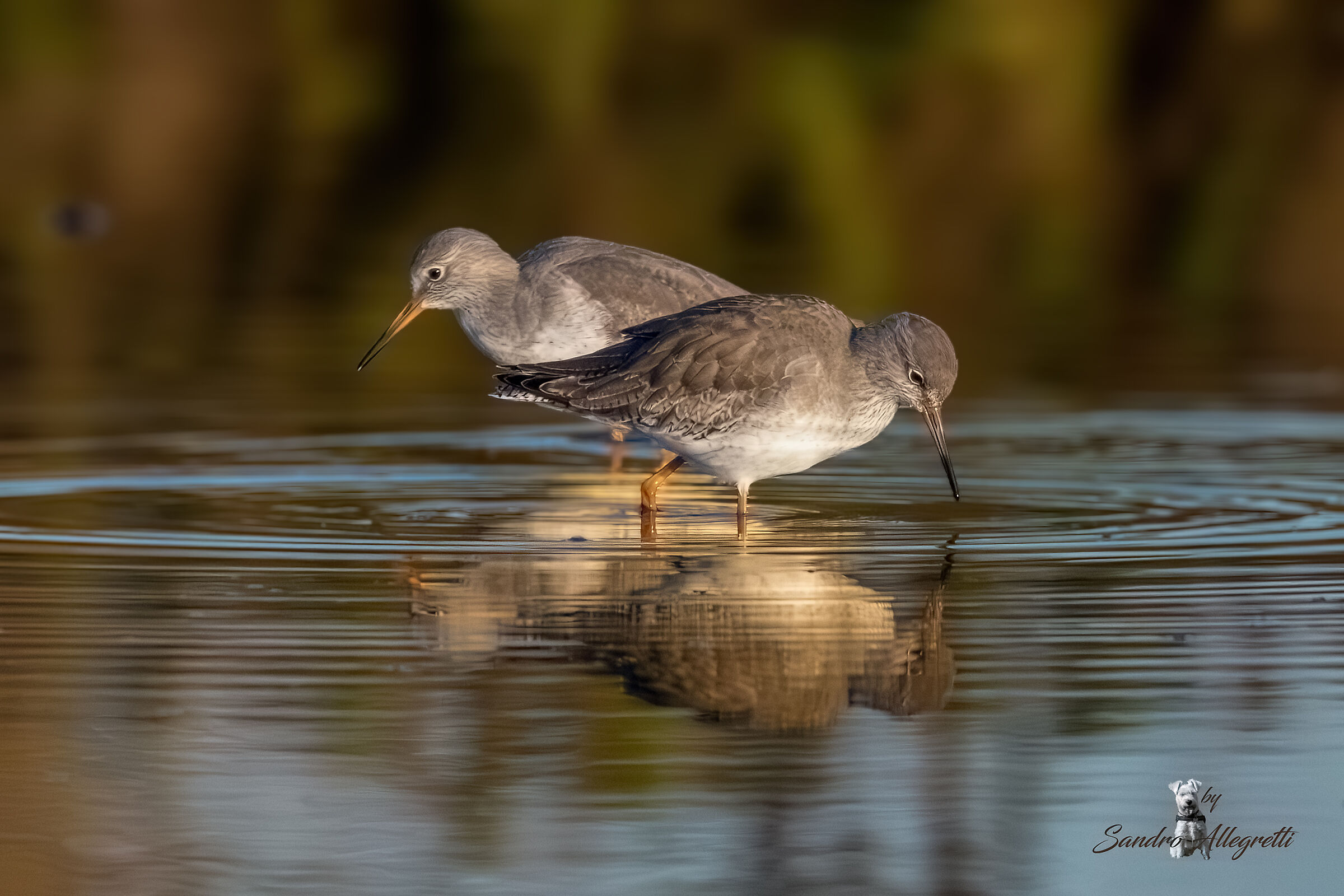 La pettegola (Tringa totanus)