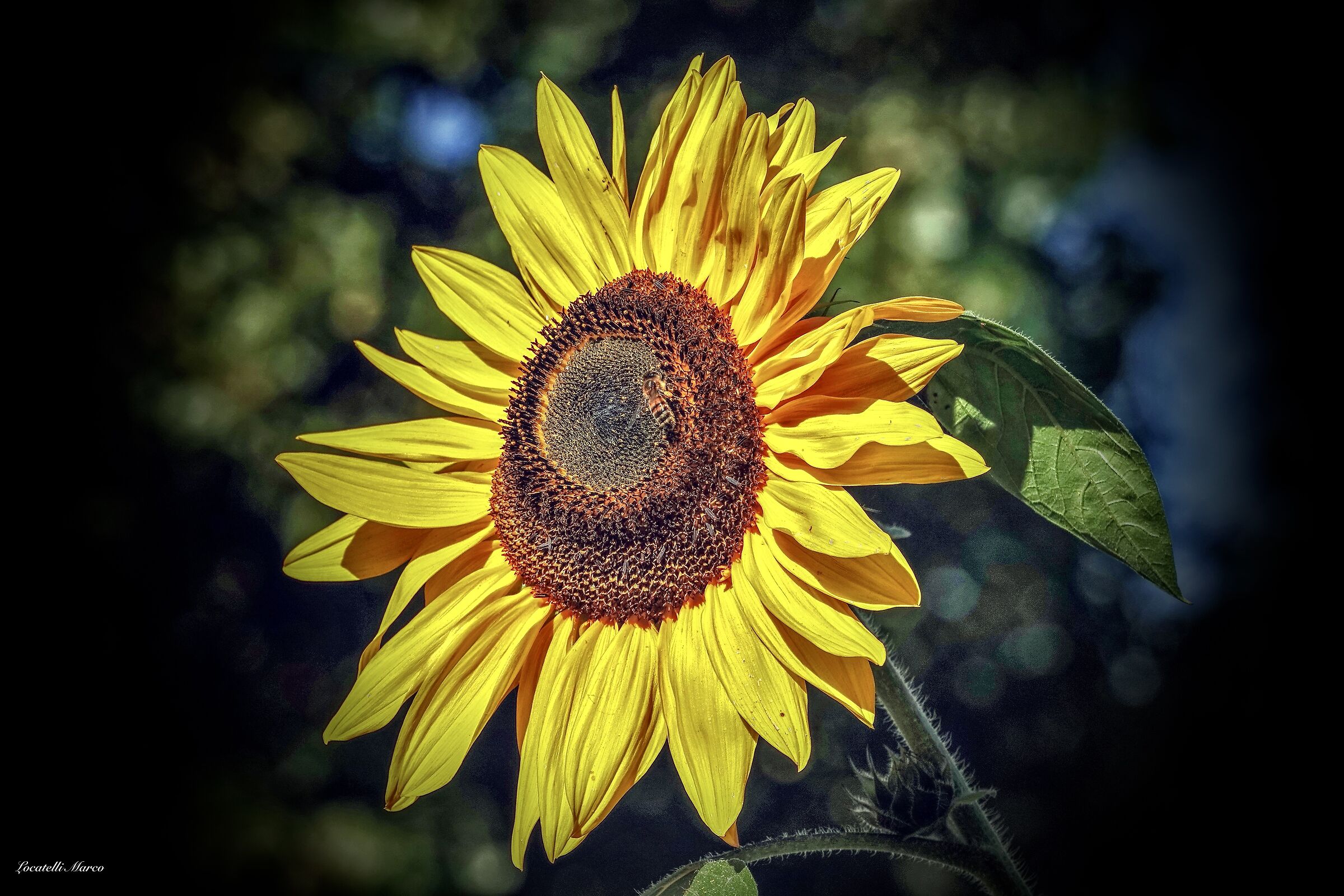 Sunflower