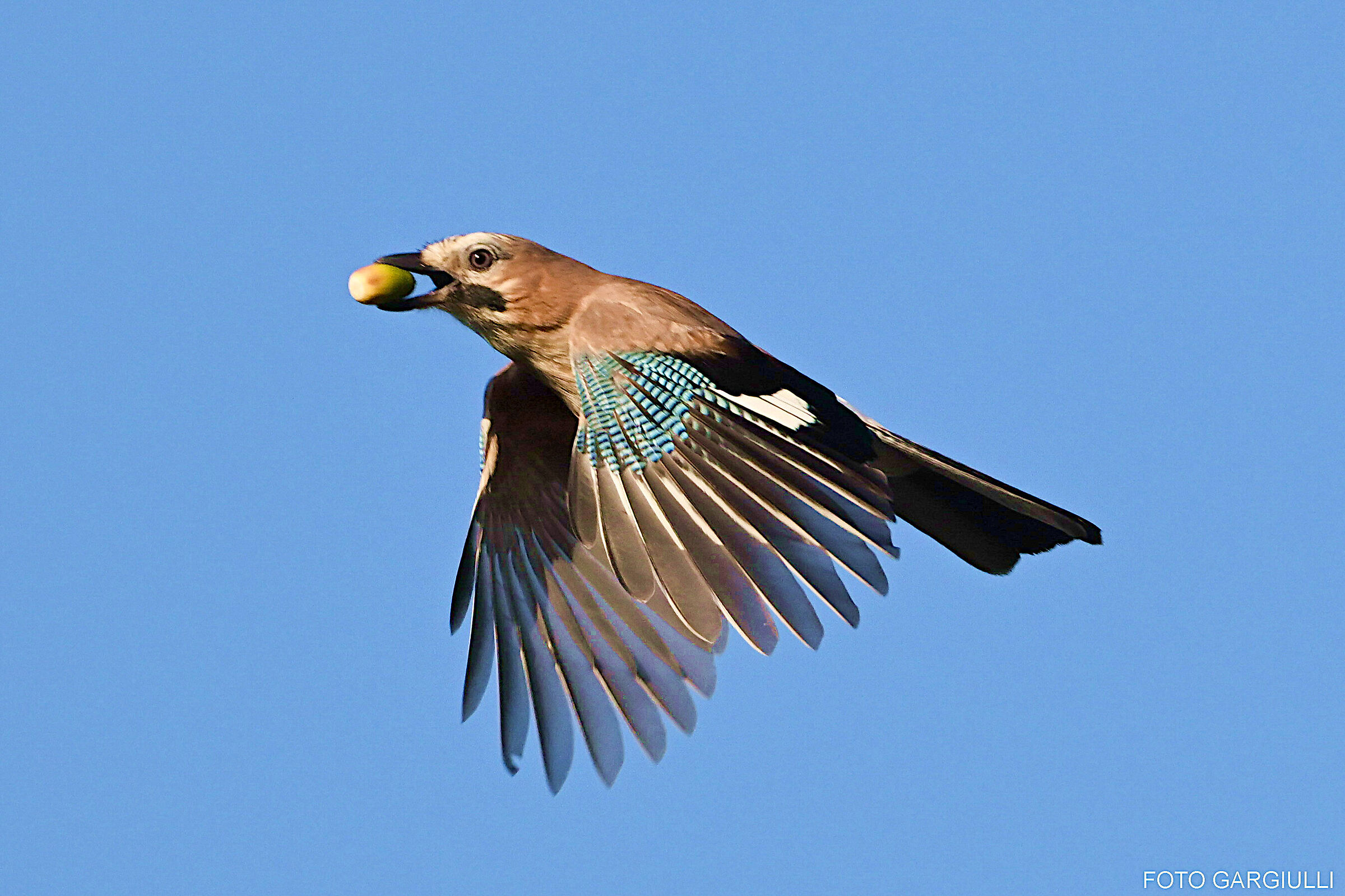 Jay