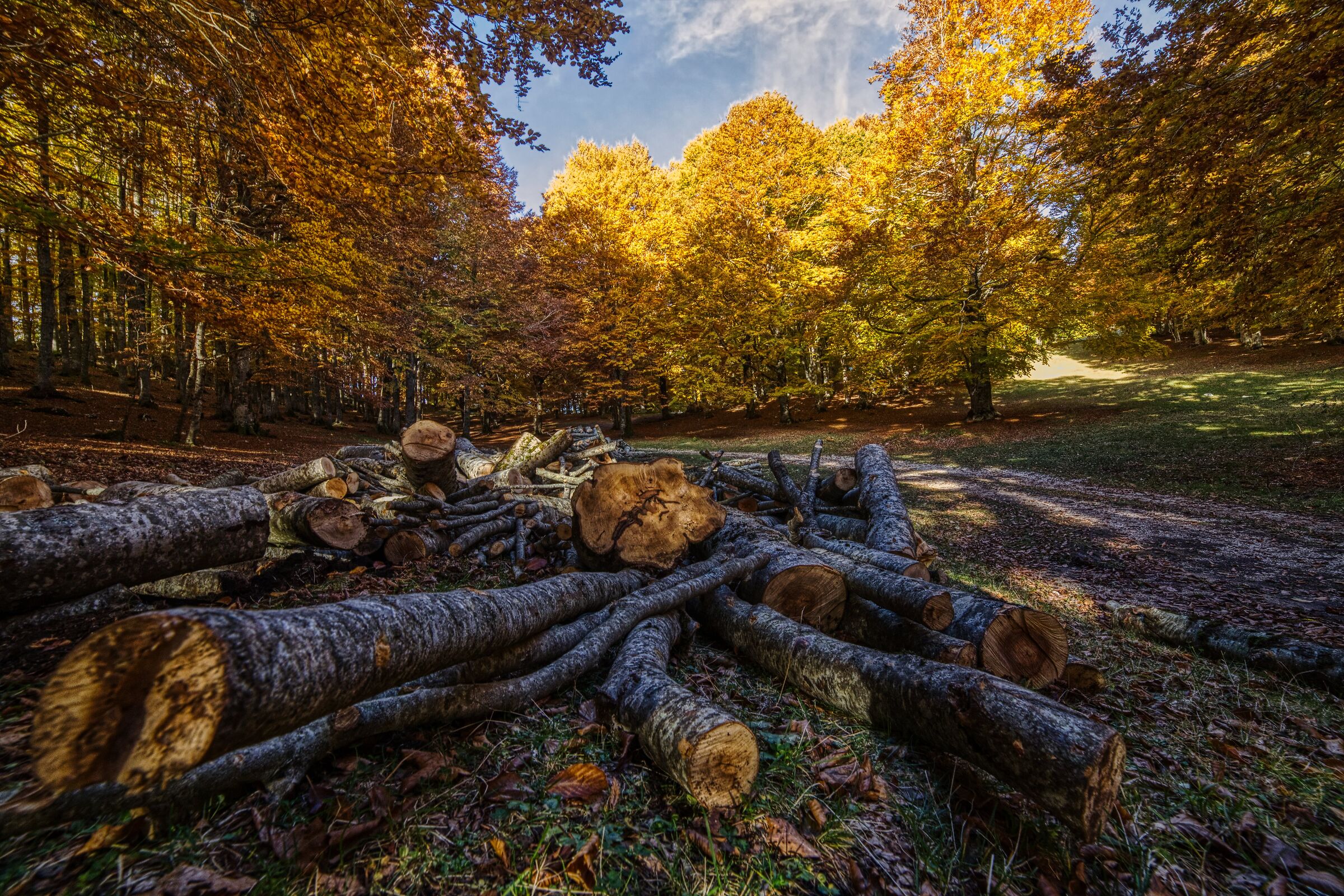 Beech forest 9