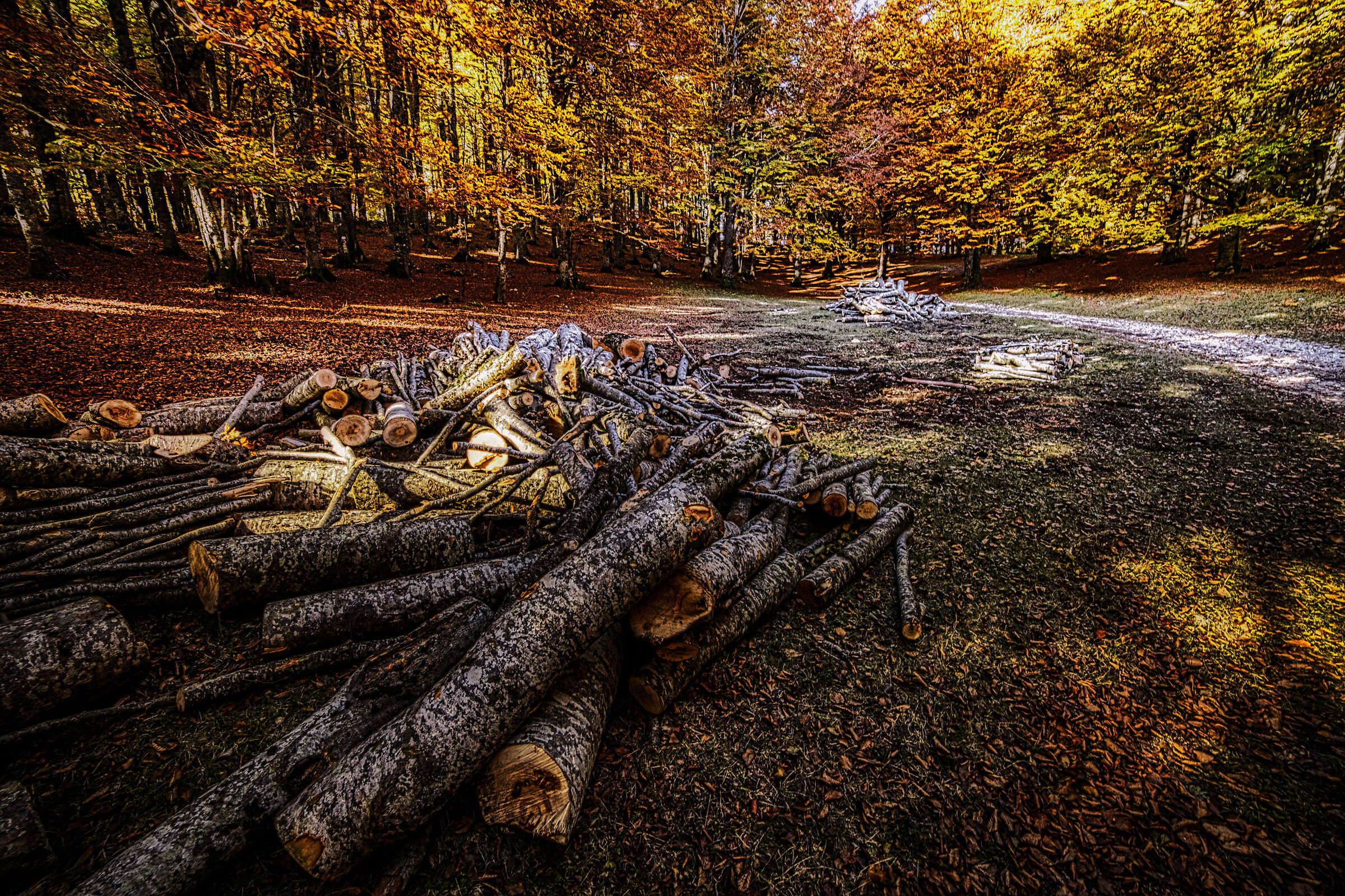 Beech forest 10
