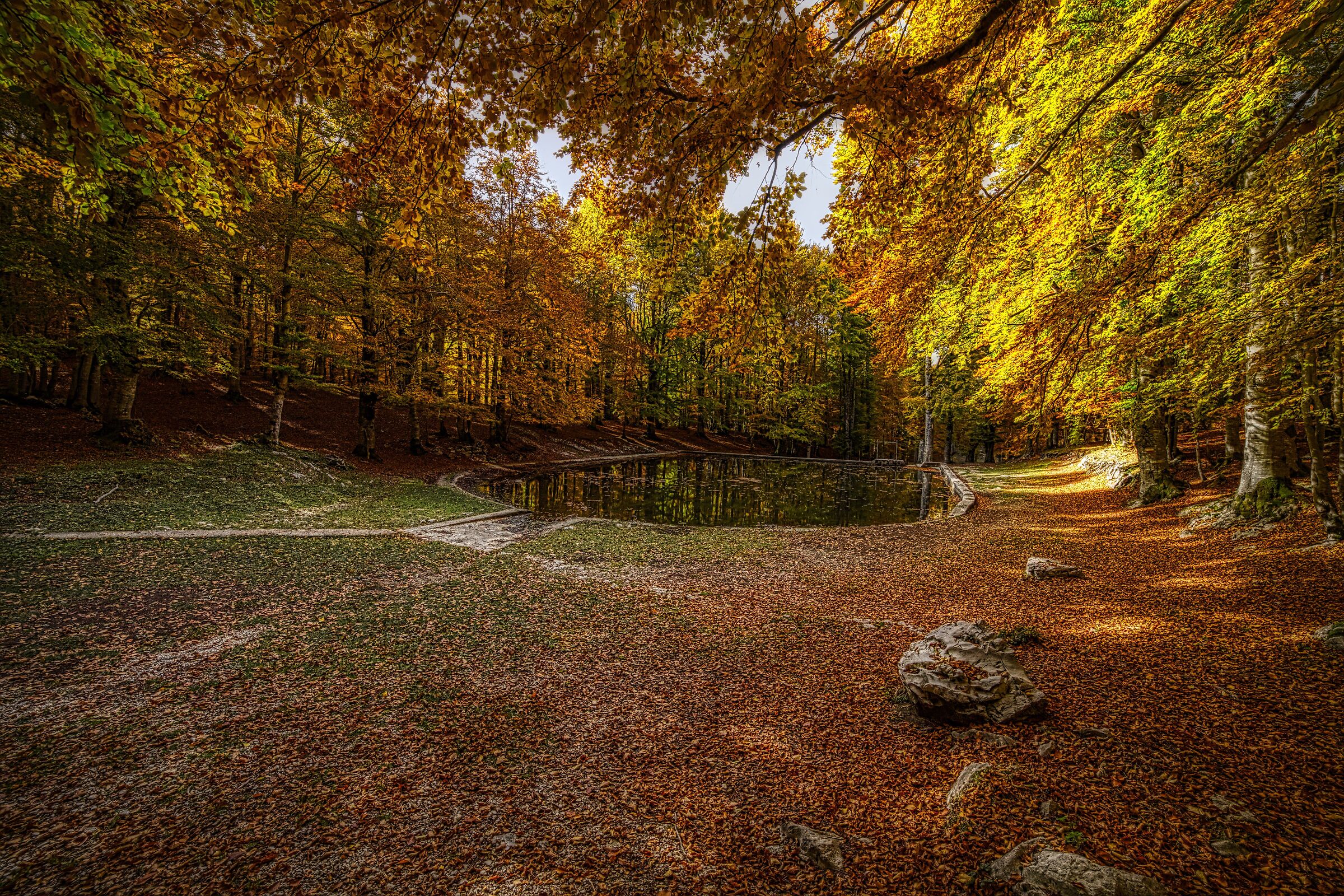 Beech forest 11