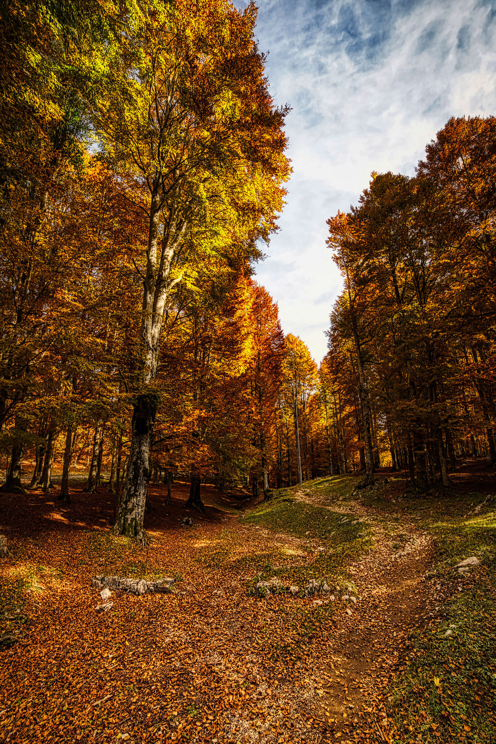 Beech forest 12