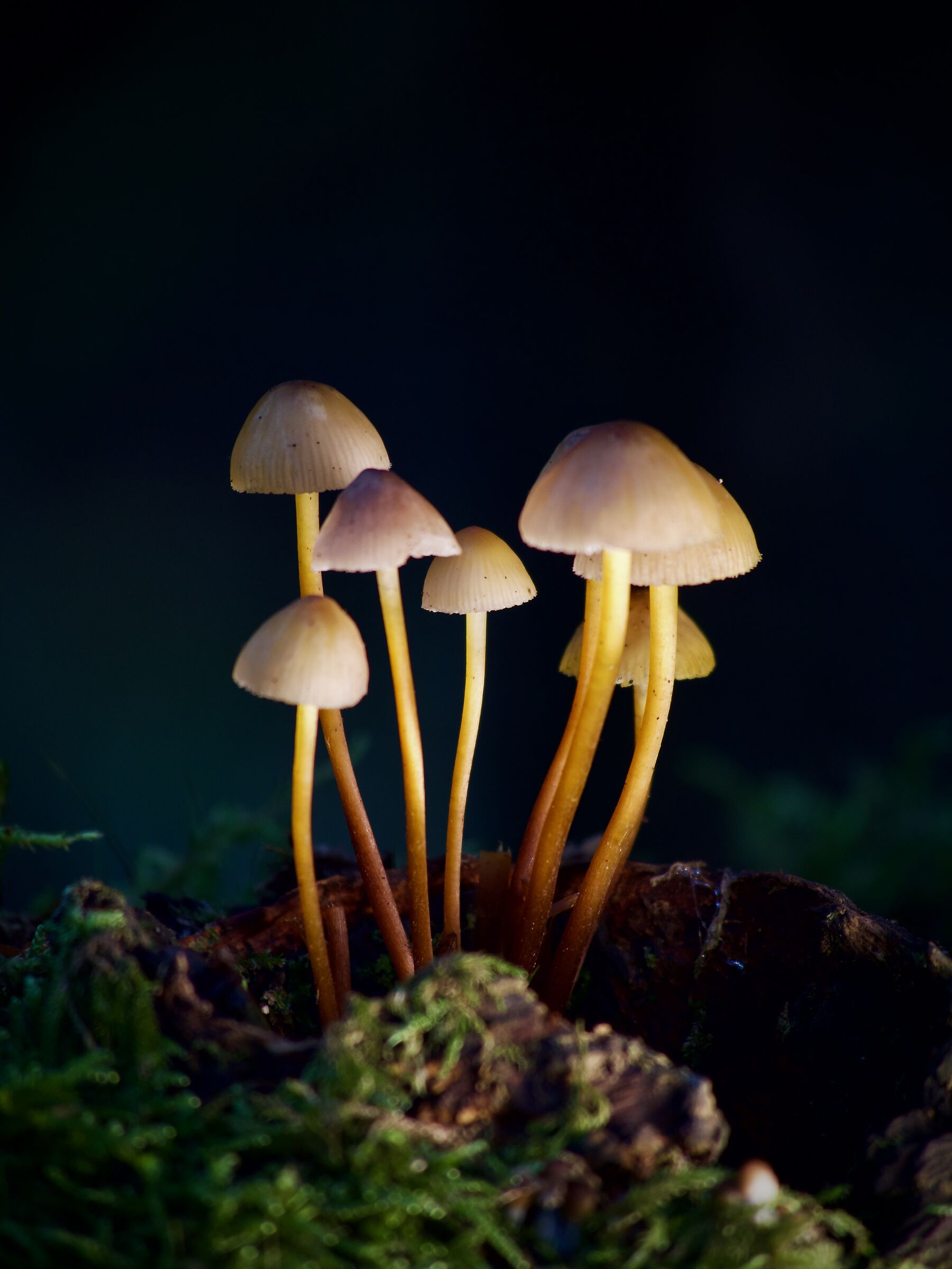 funghi 1