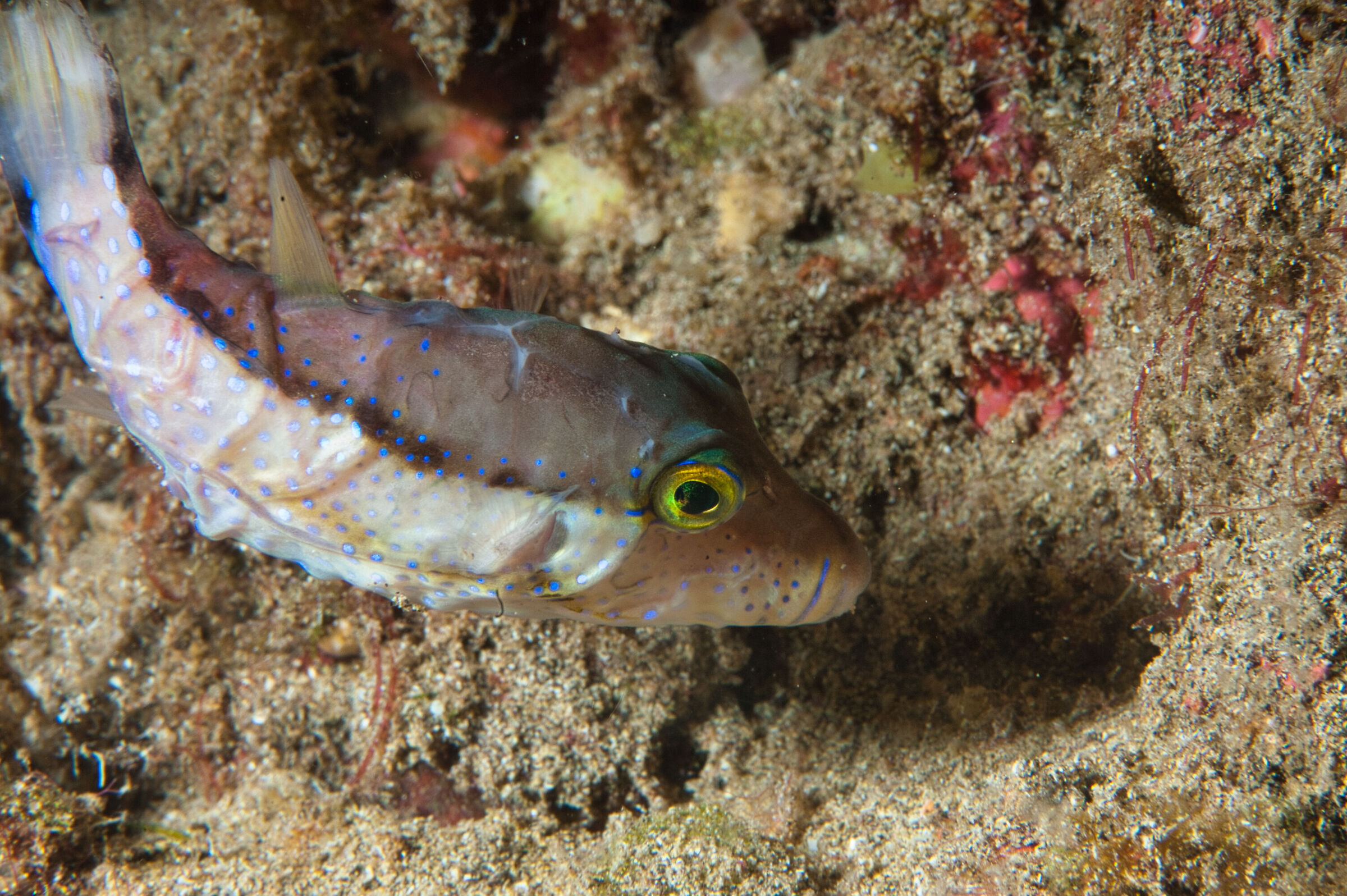 Canthigaster capistrata