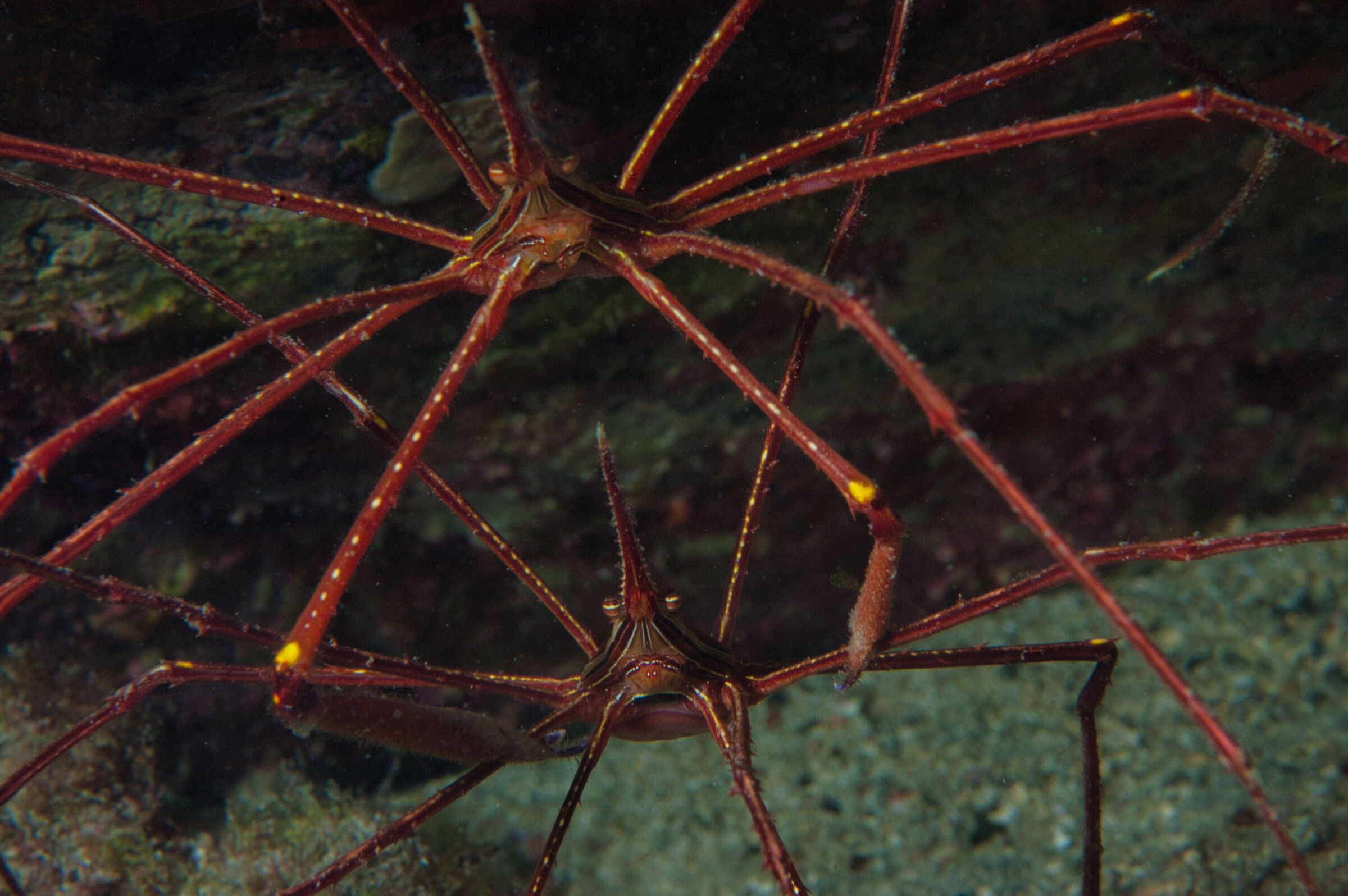 Arrow crab (Stenorhynchus seticornis)
