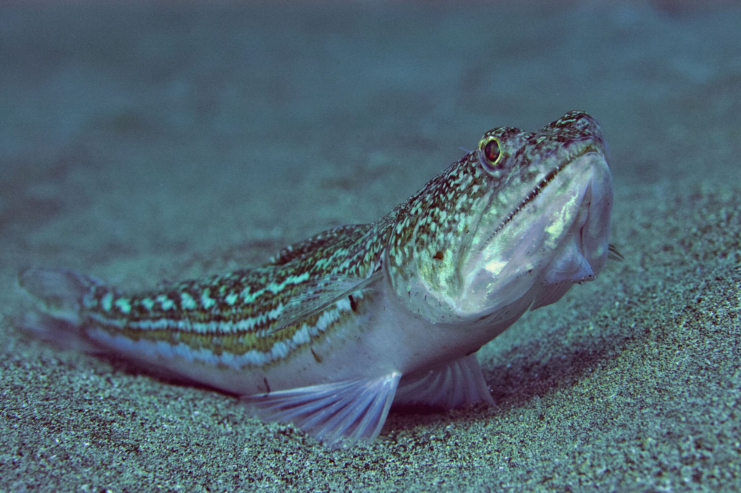 Atlantic lizardfish (Synodus saurus)