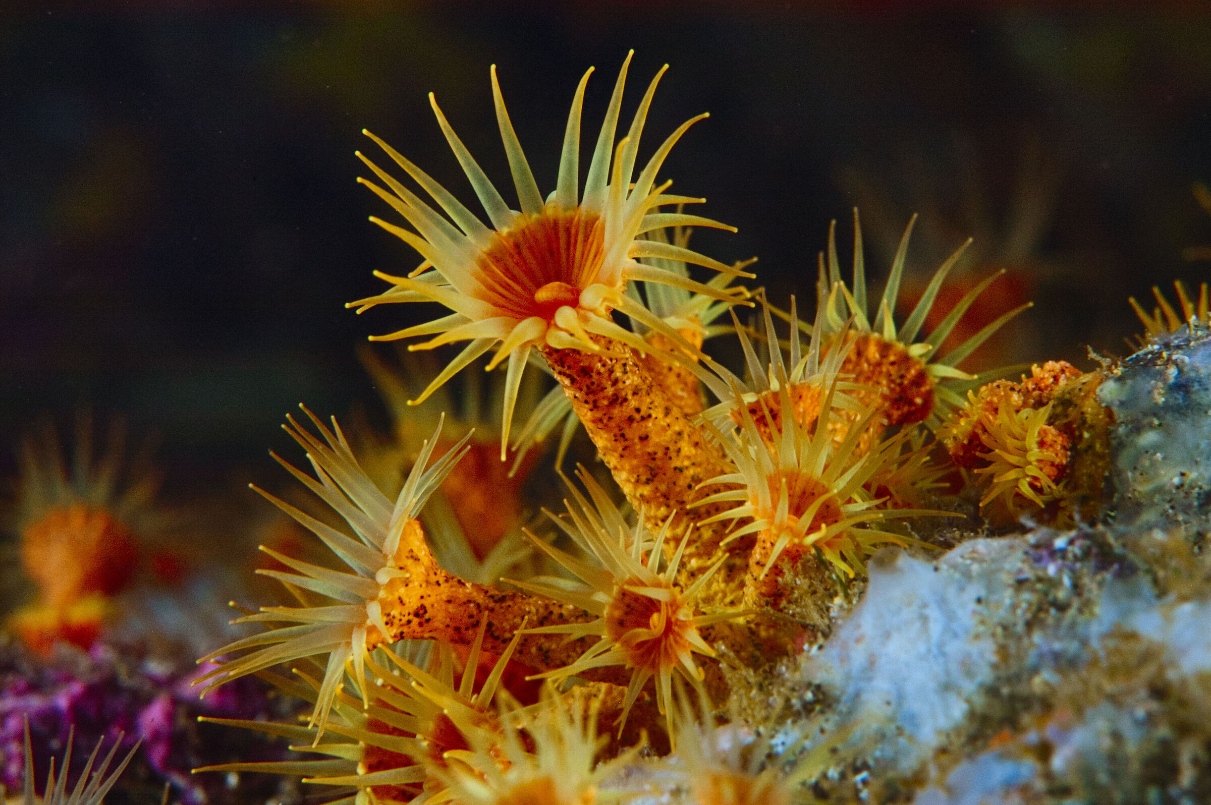 Sea daisy (Parazoanthus axinellae)