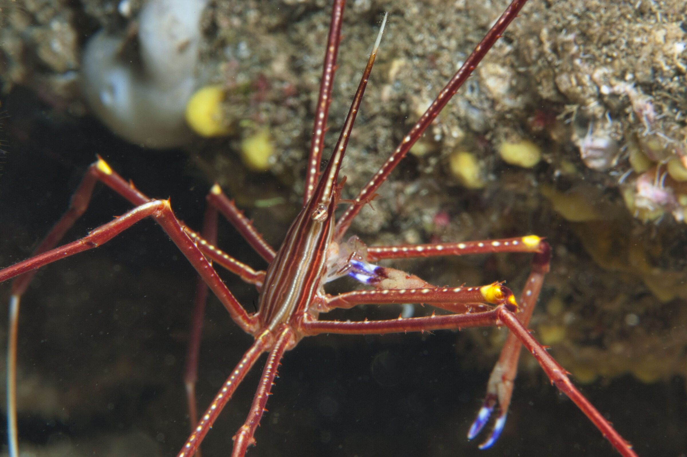 Arrow crab (Stenorhynchus seticornis)