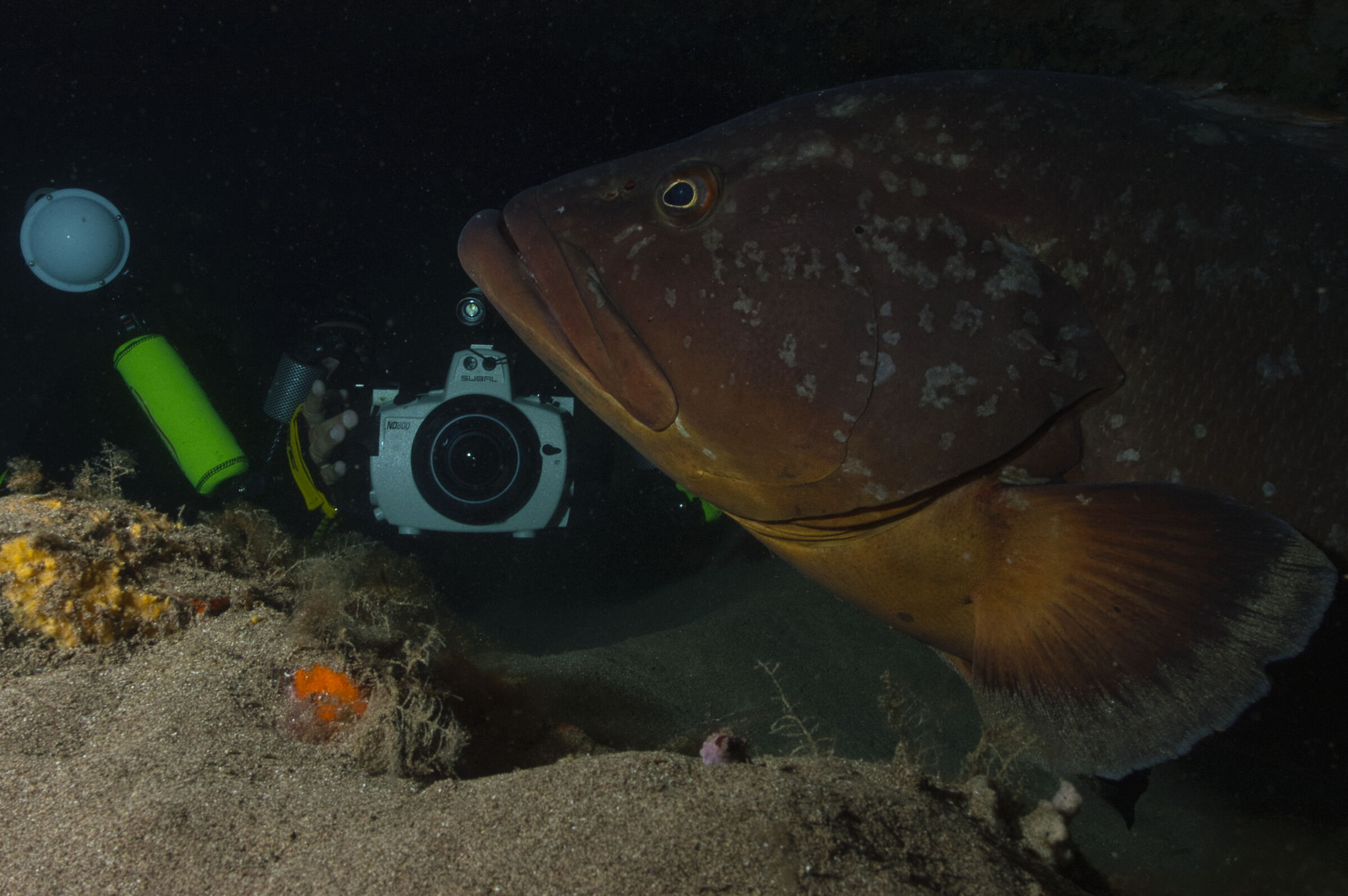 Brown grouper and underwater photography