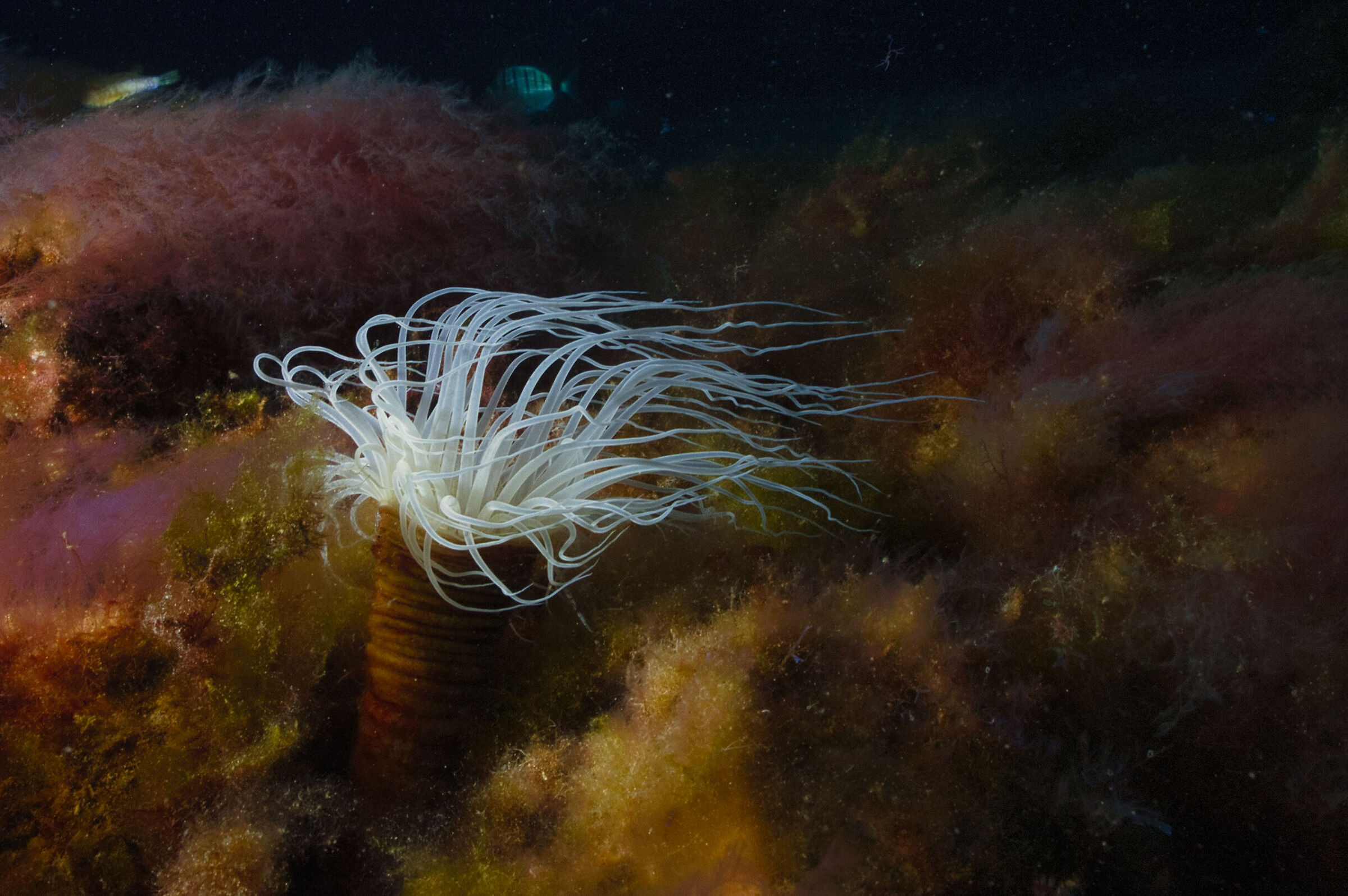 Pachycerianthus dohrni