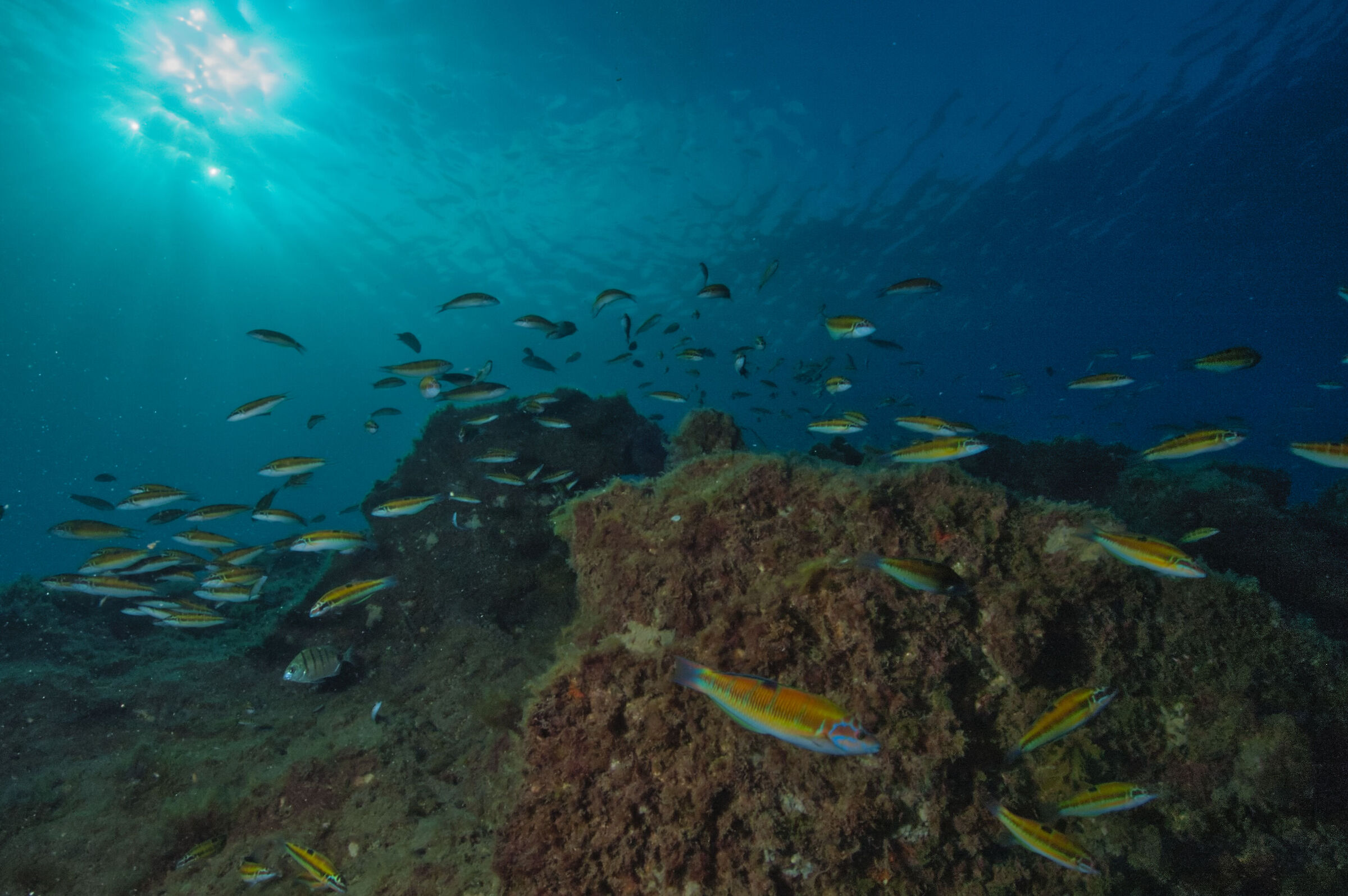Peacock damsel (Thalassoma pavo)