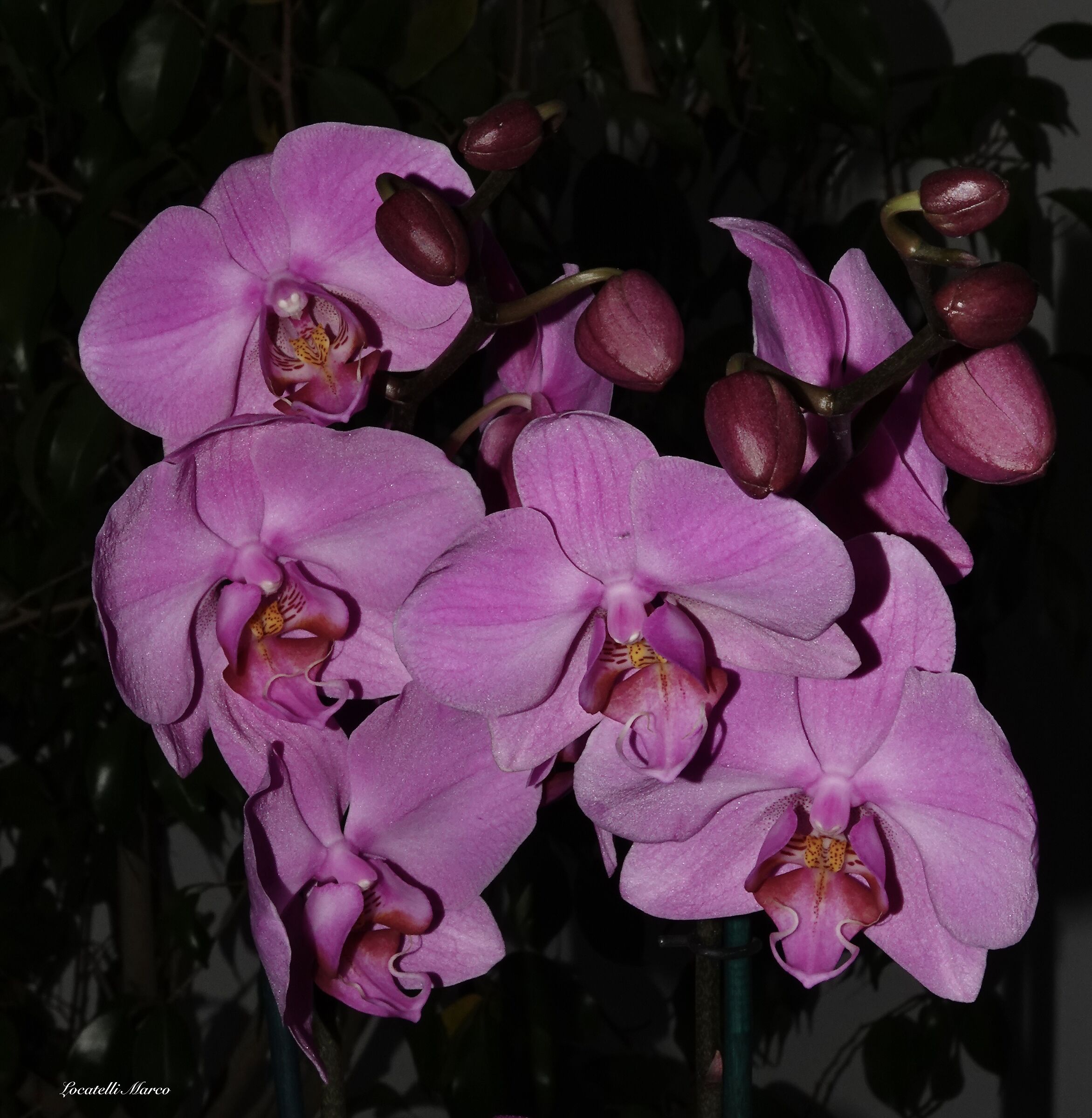 Orchid