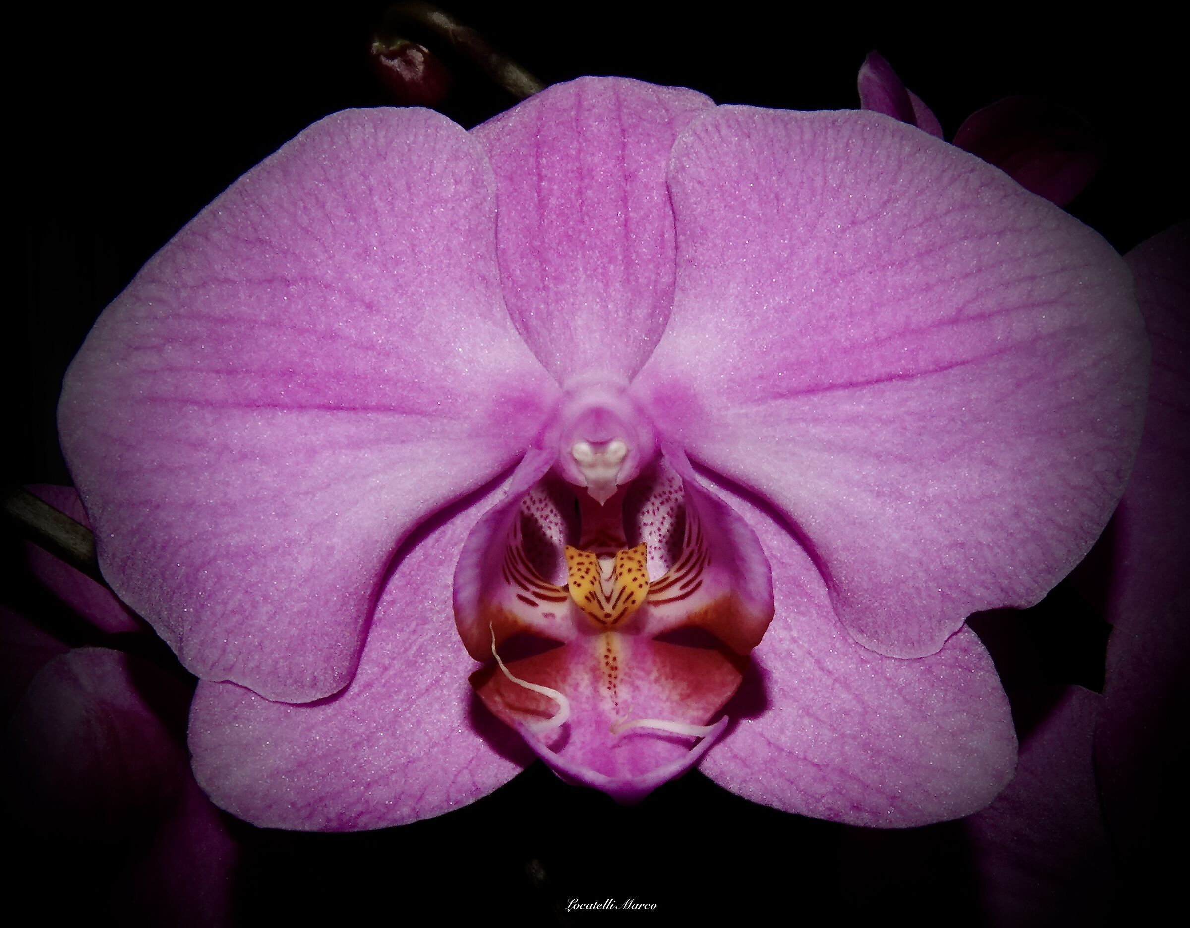 Orchid flower