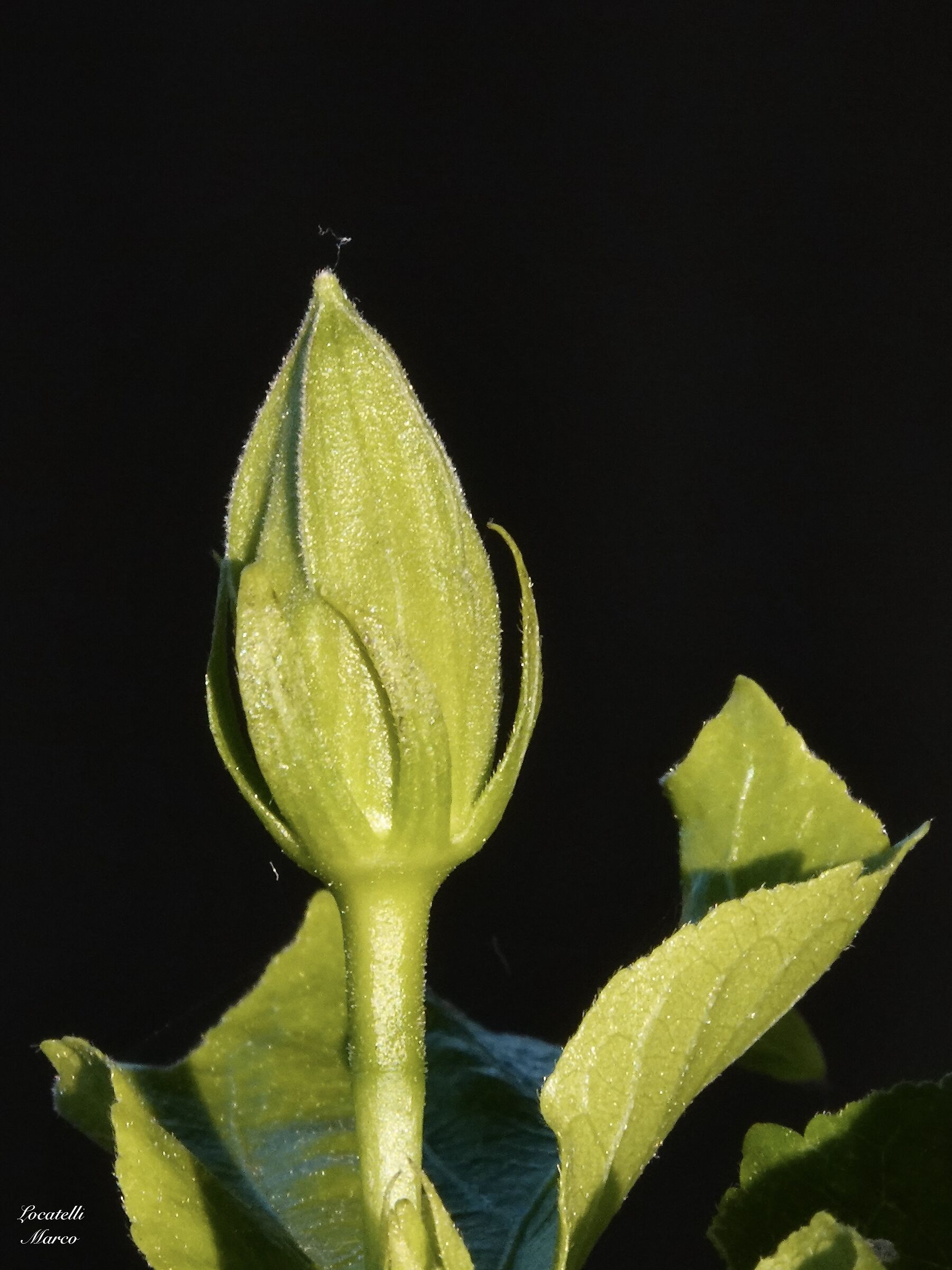 Bud