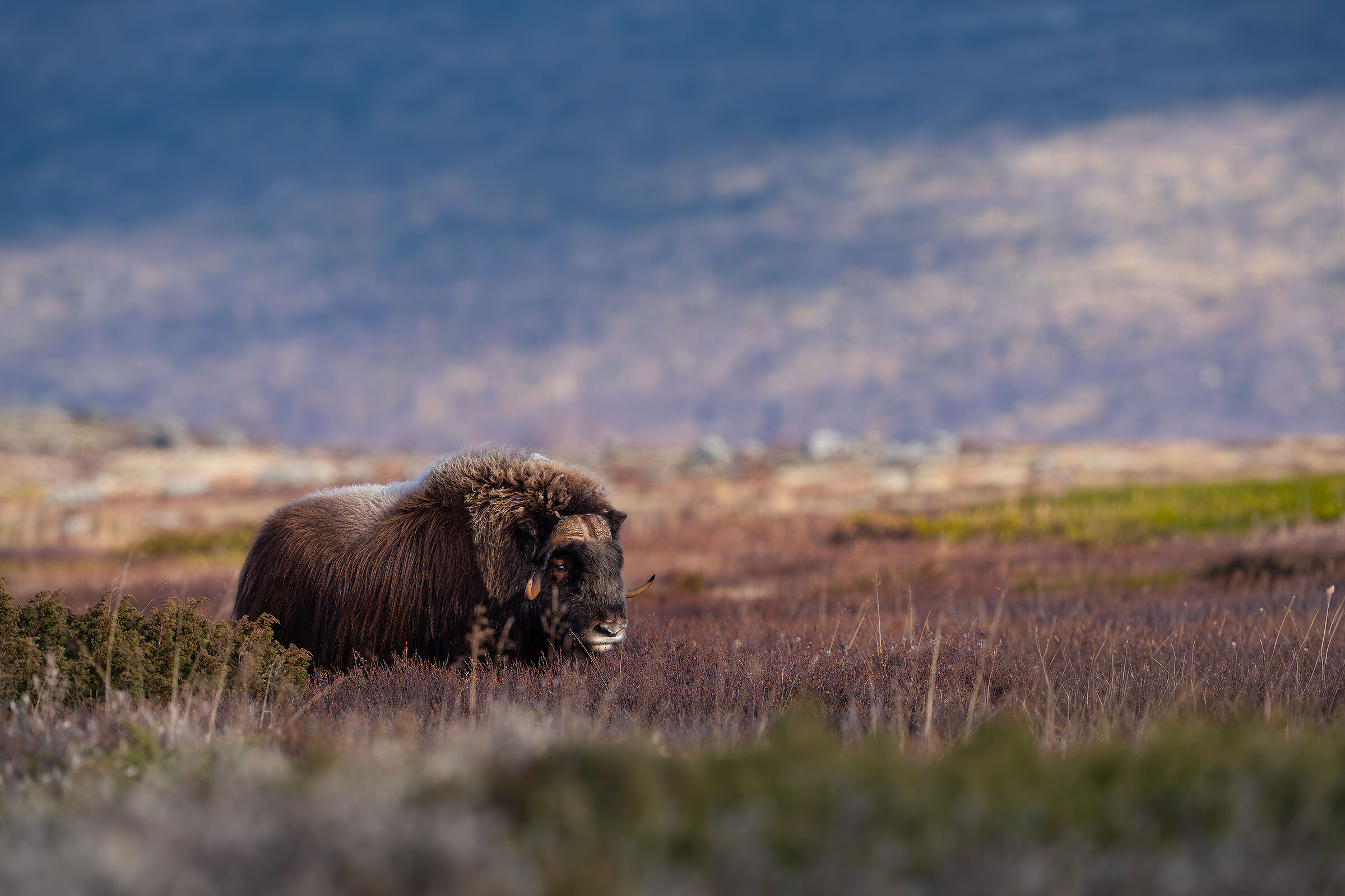 Musk ox