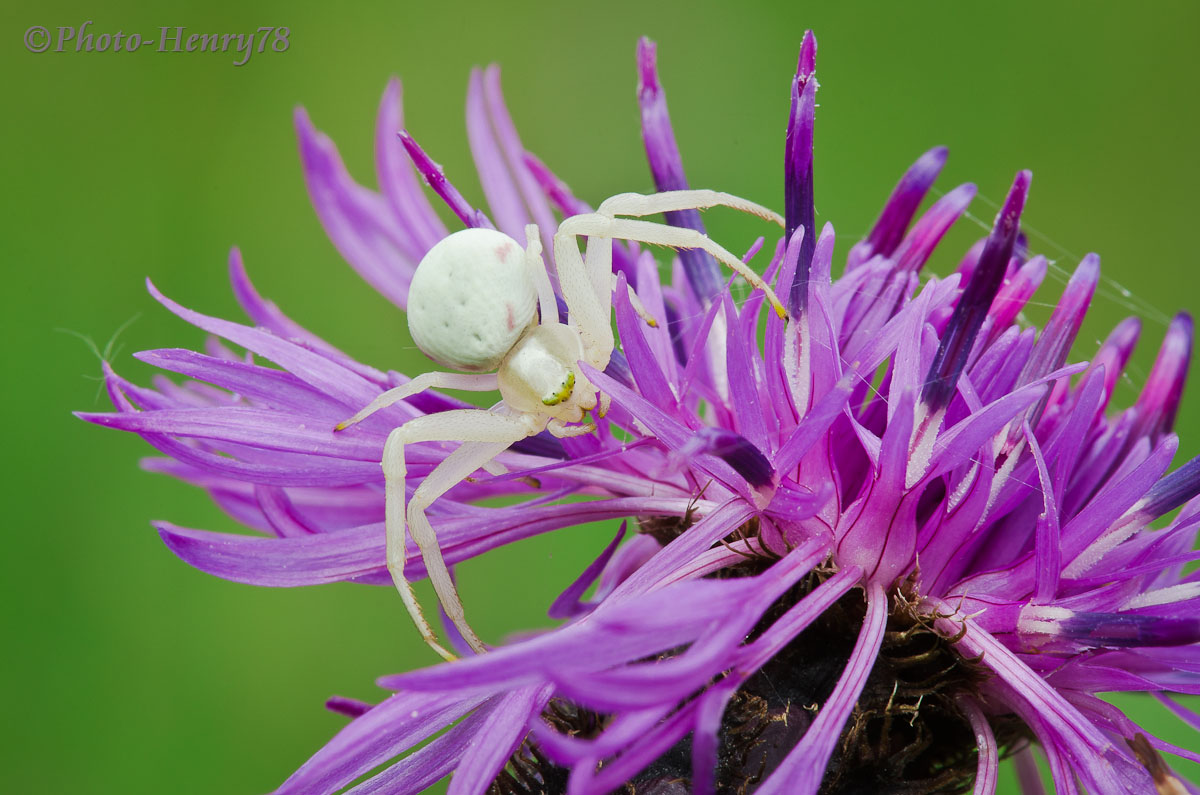 Misumena Vatia