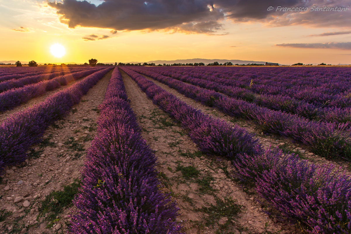 Tramonto a Valensole