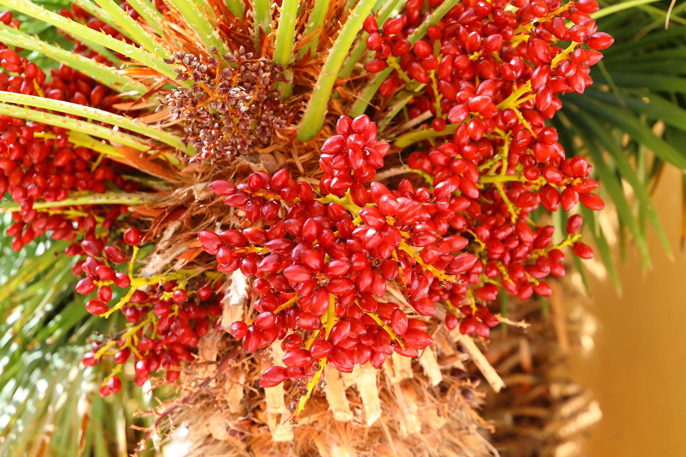 Frutti 02 ottobre 2025 - 0071