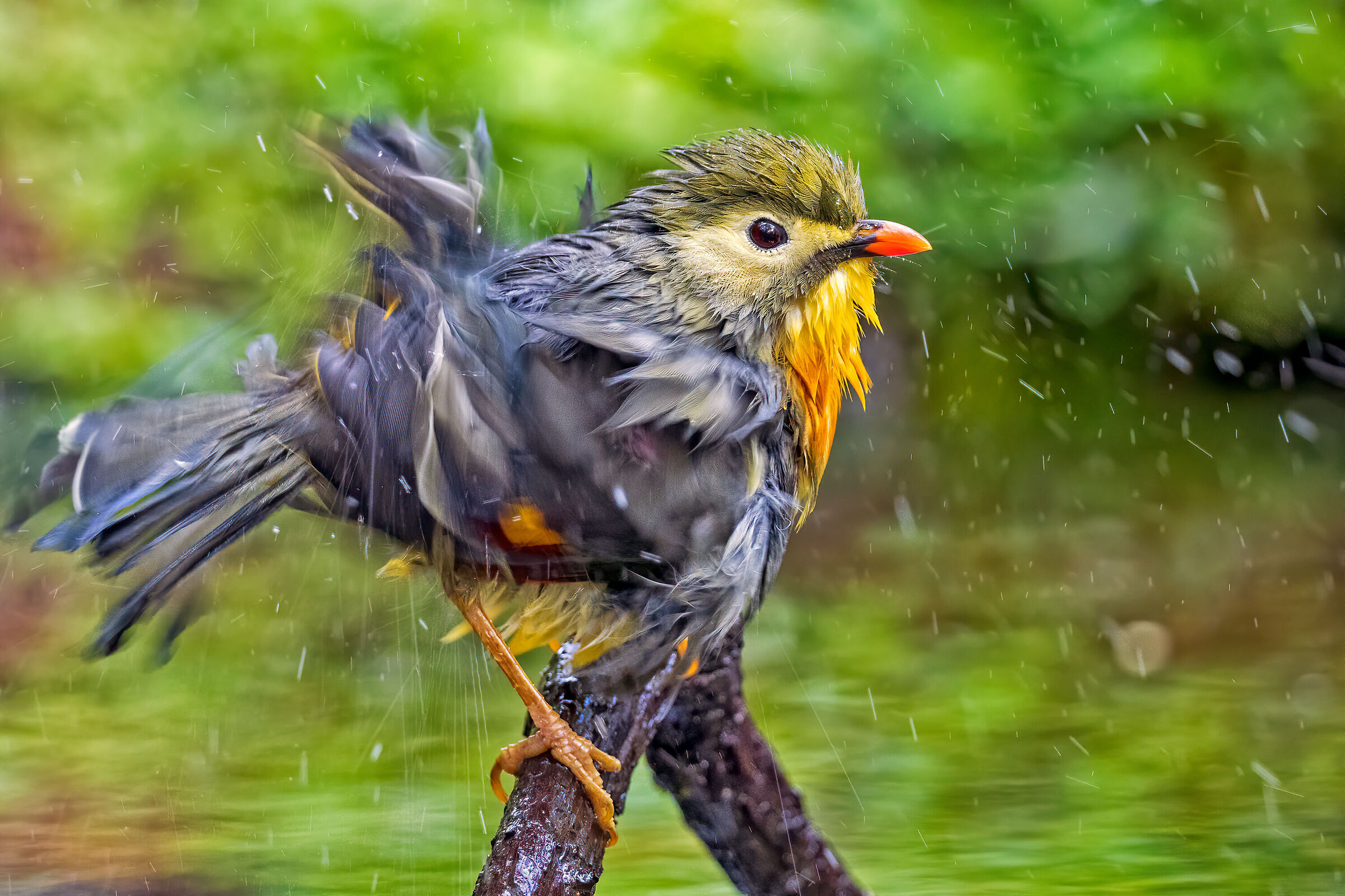 Nightingale of Japan