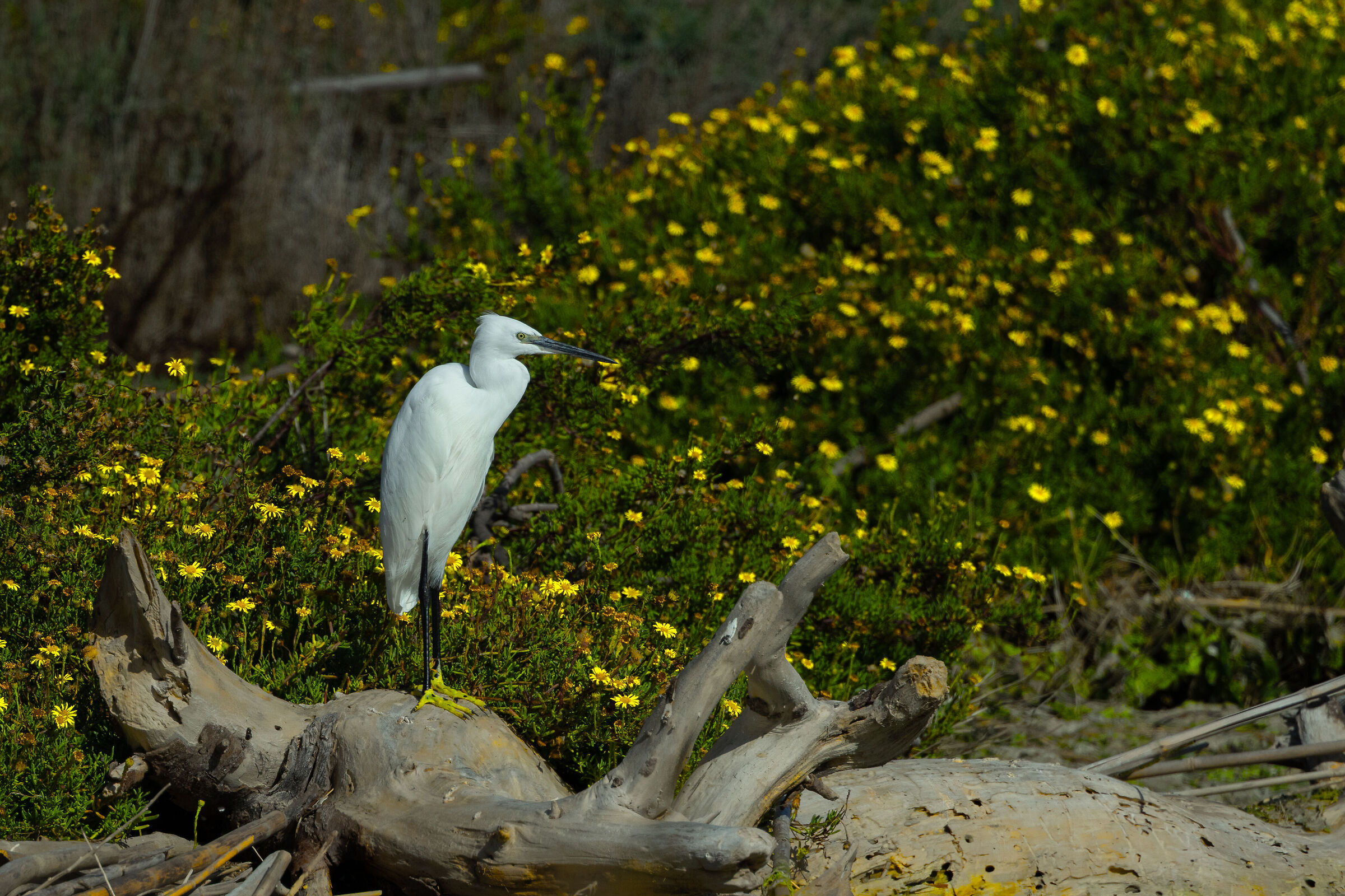 Bellezza tra le margheritine