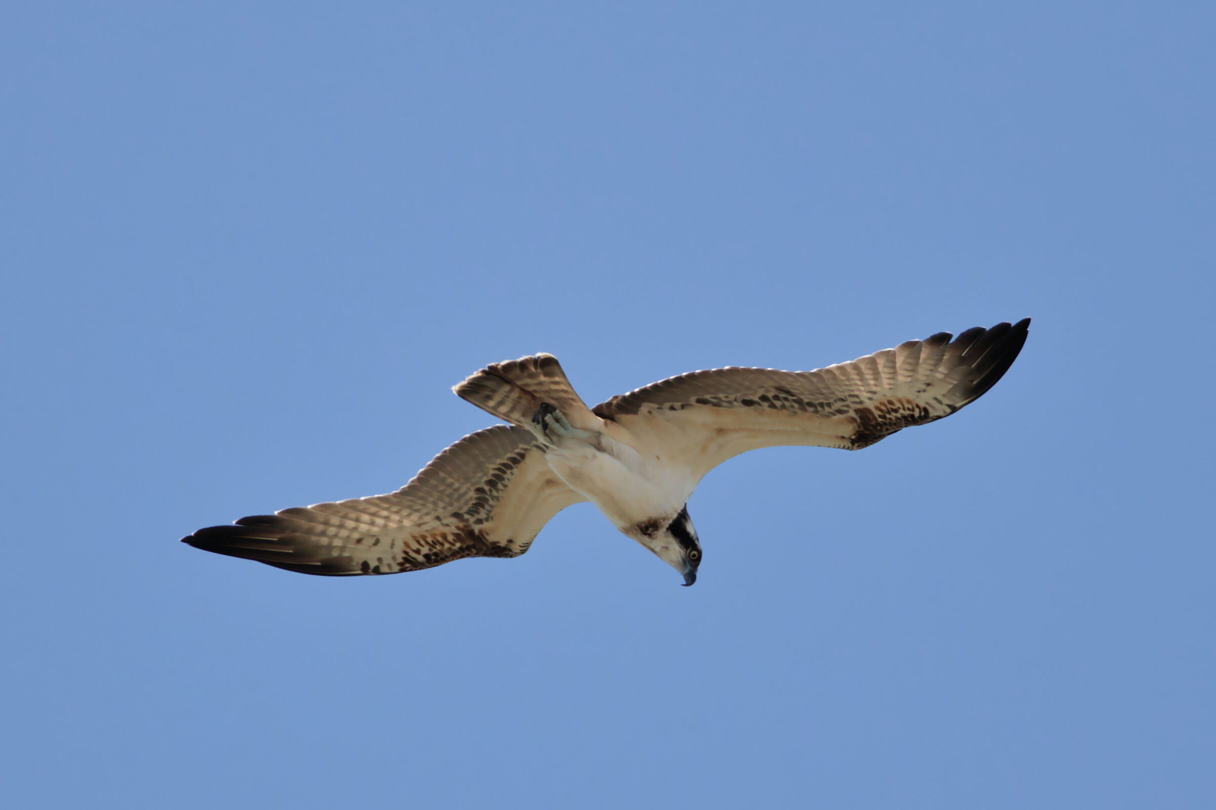 Un Pescatore a Santa Gilla
