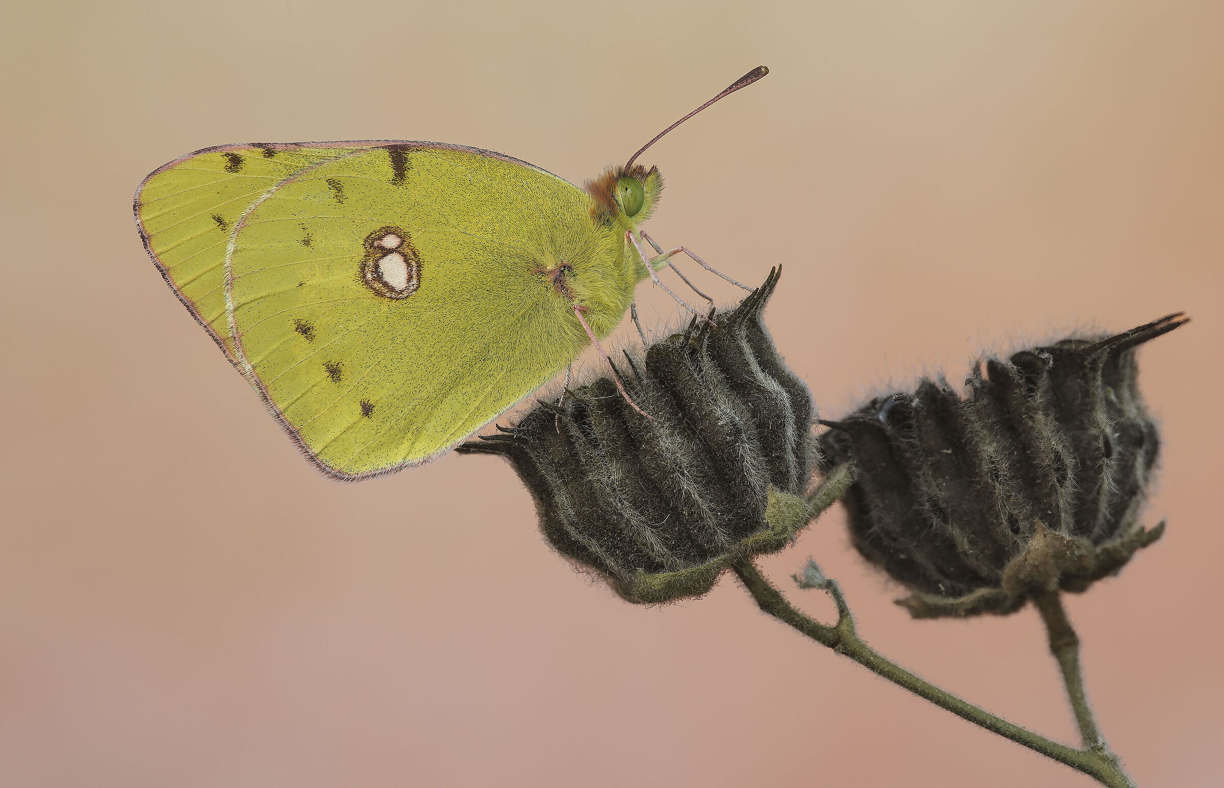 Colias crocea