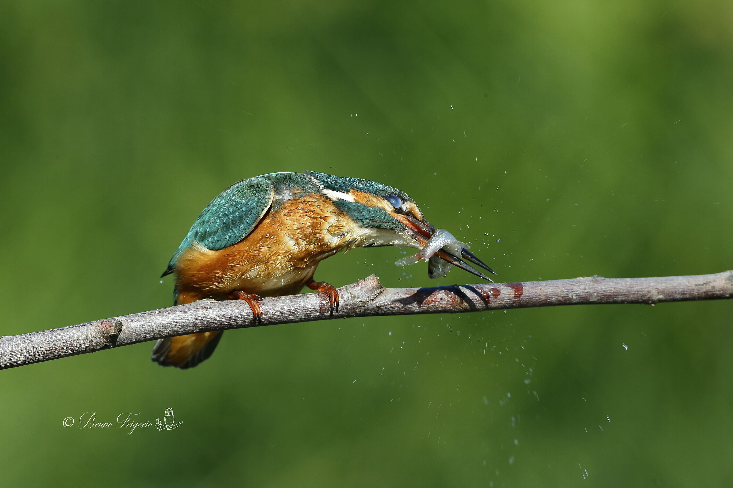 kingfisher