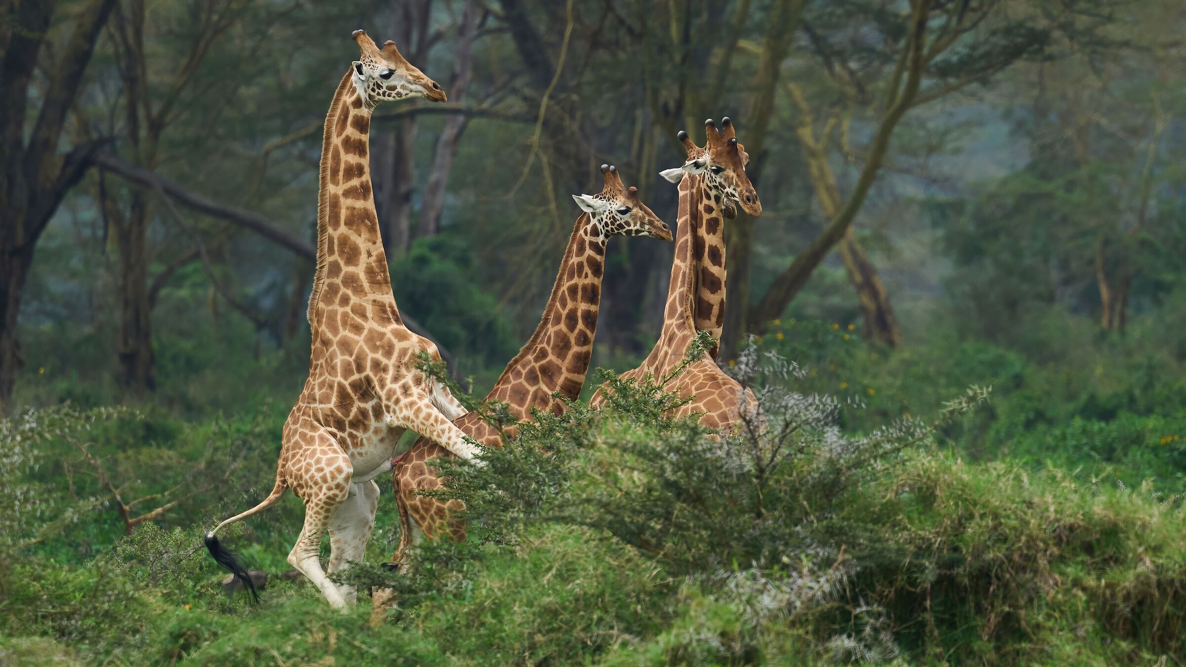 Giraffe in love (Nakuru Lake - Kenya)