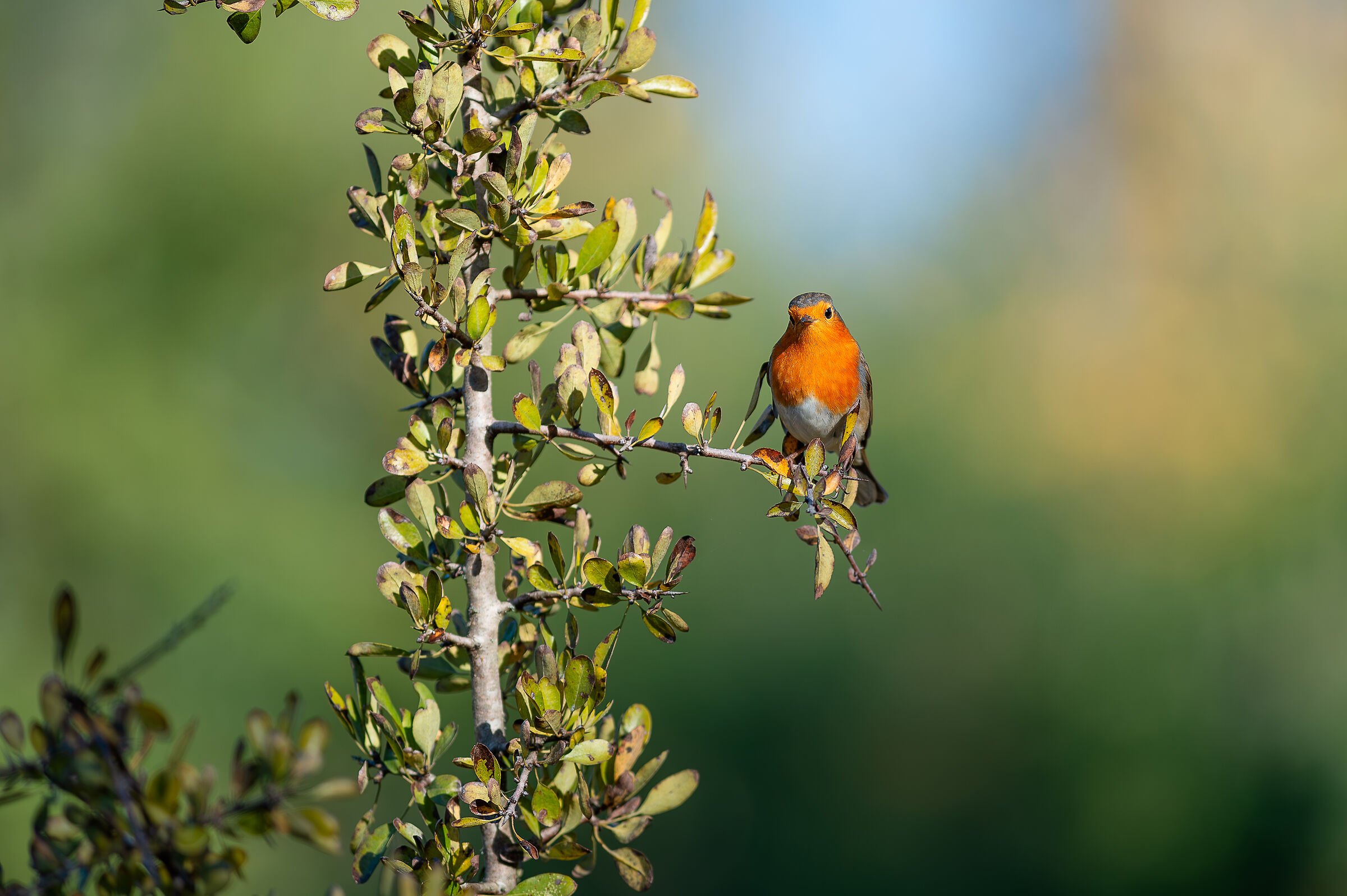 Curious Robin