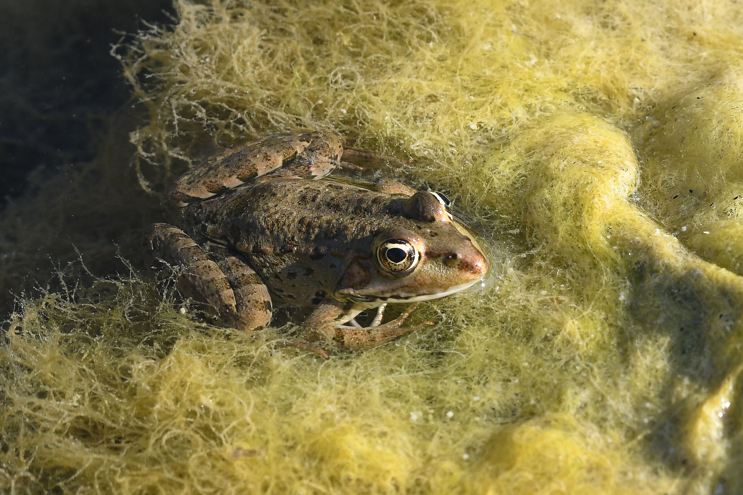 "I'm in my mid... LMA"