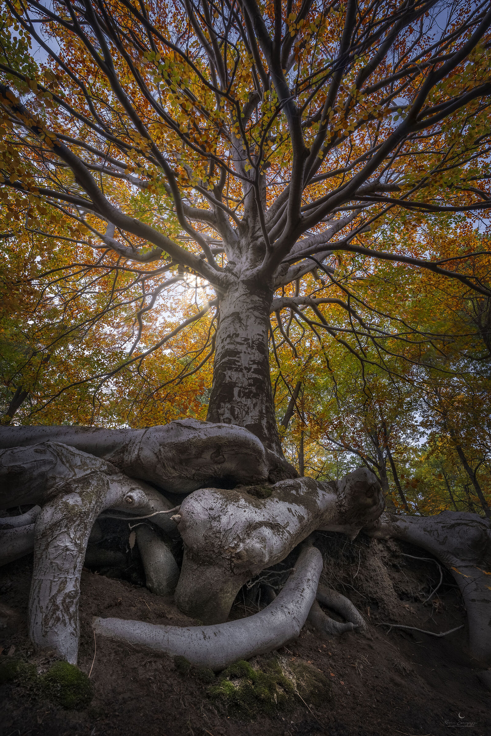 Un bosco di rame, oro e quiete.
