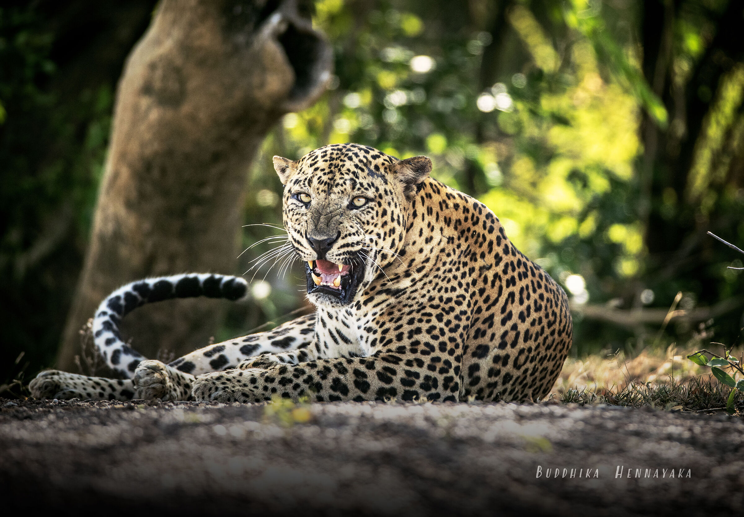 sri lankan leopard