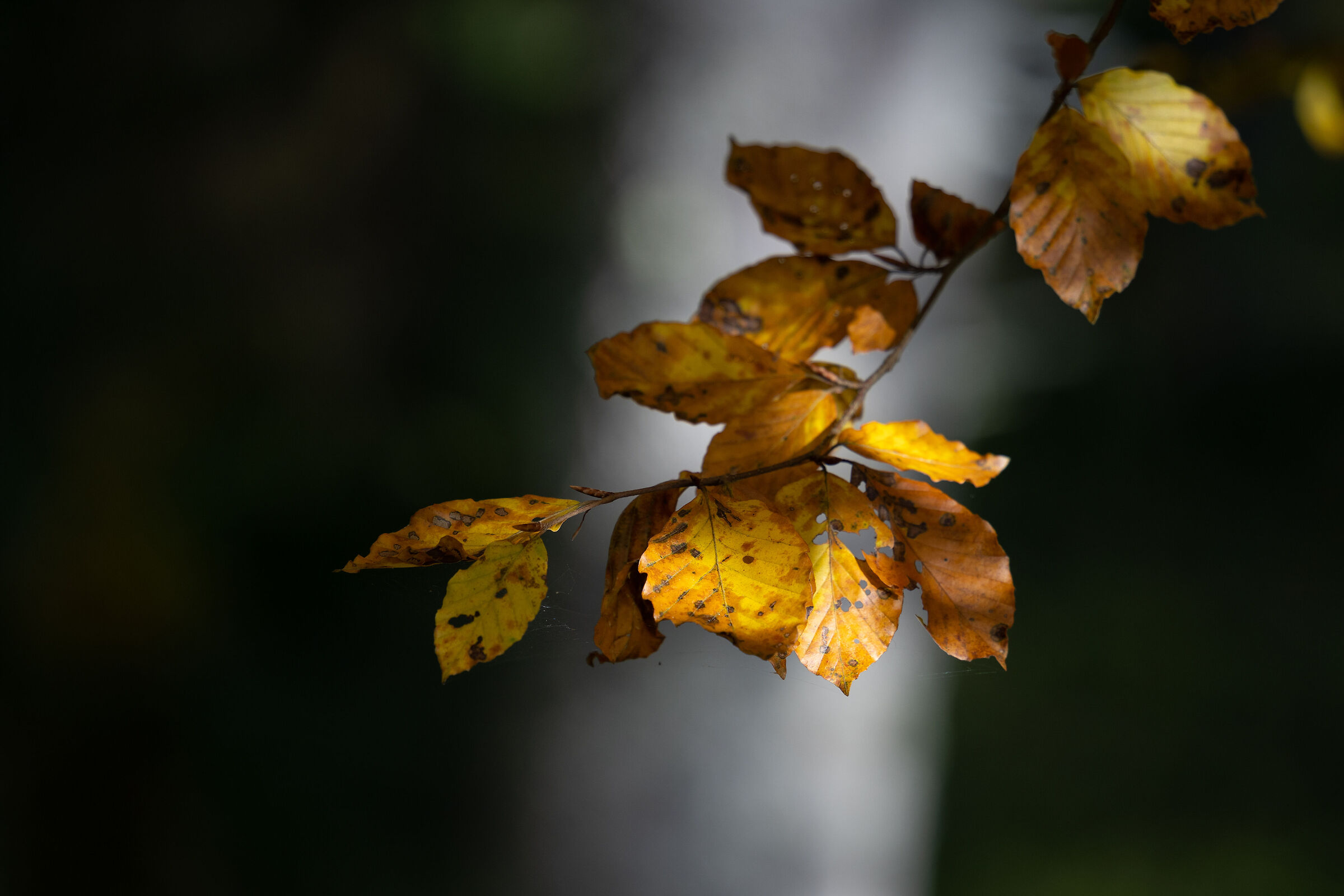 Soft light