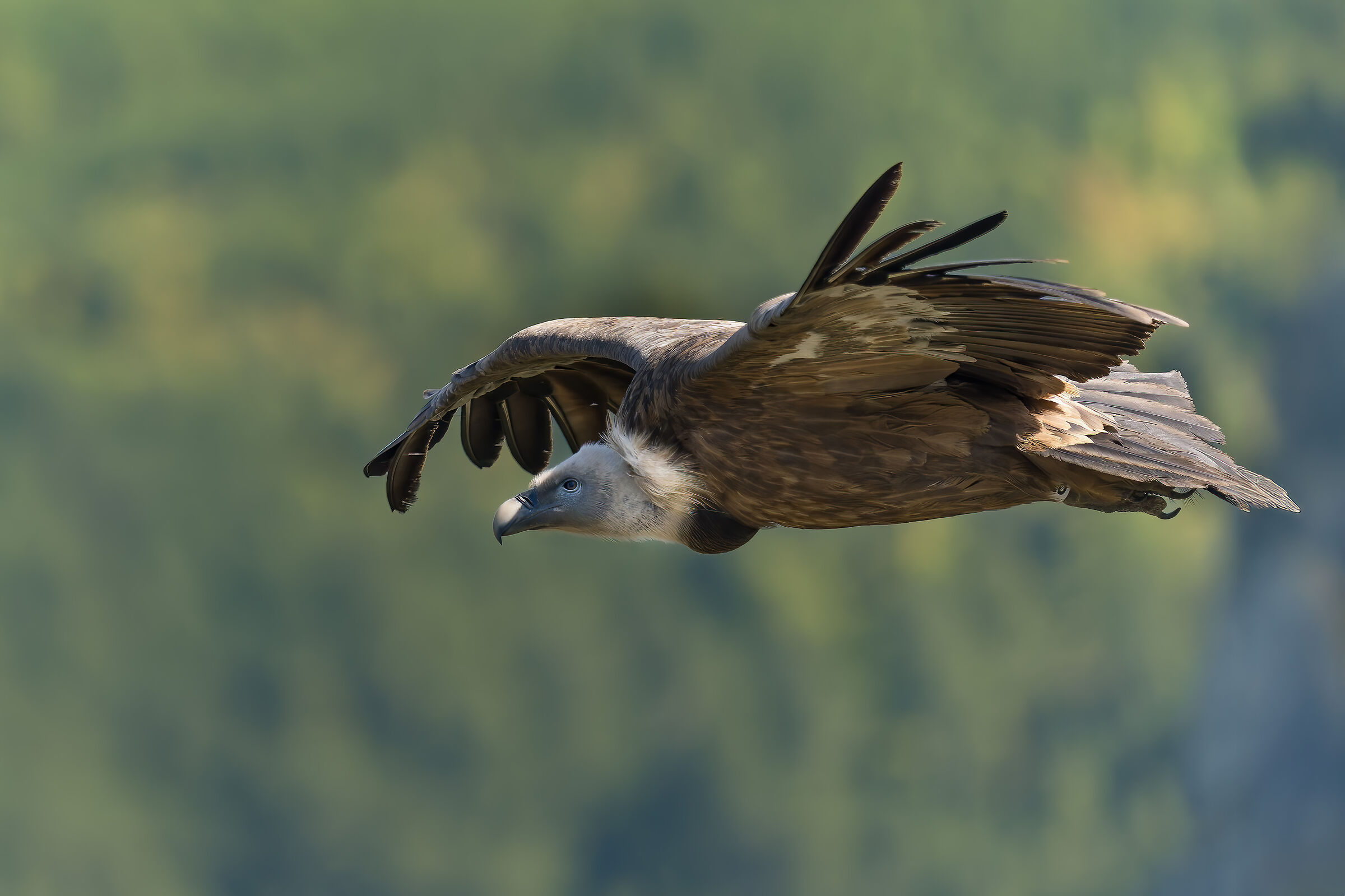 Griffin-Parc naturel régional des Baronnies Proven&cc...