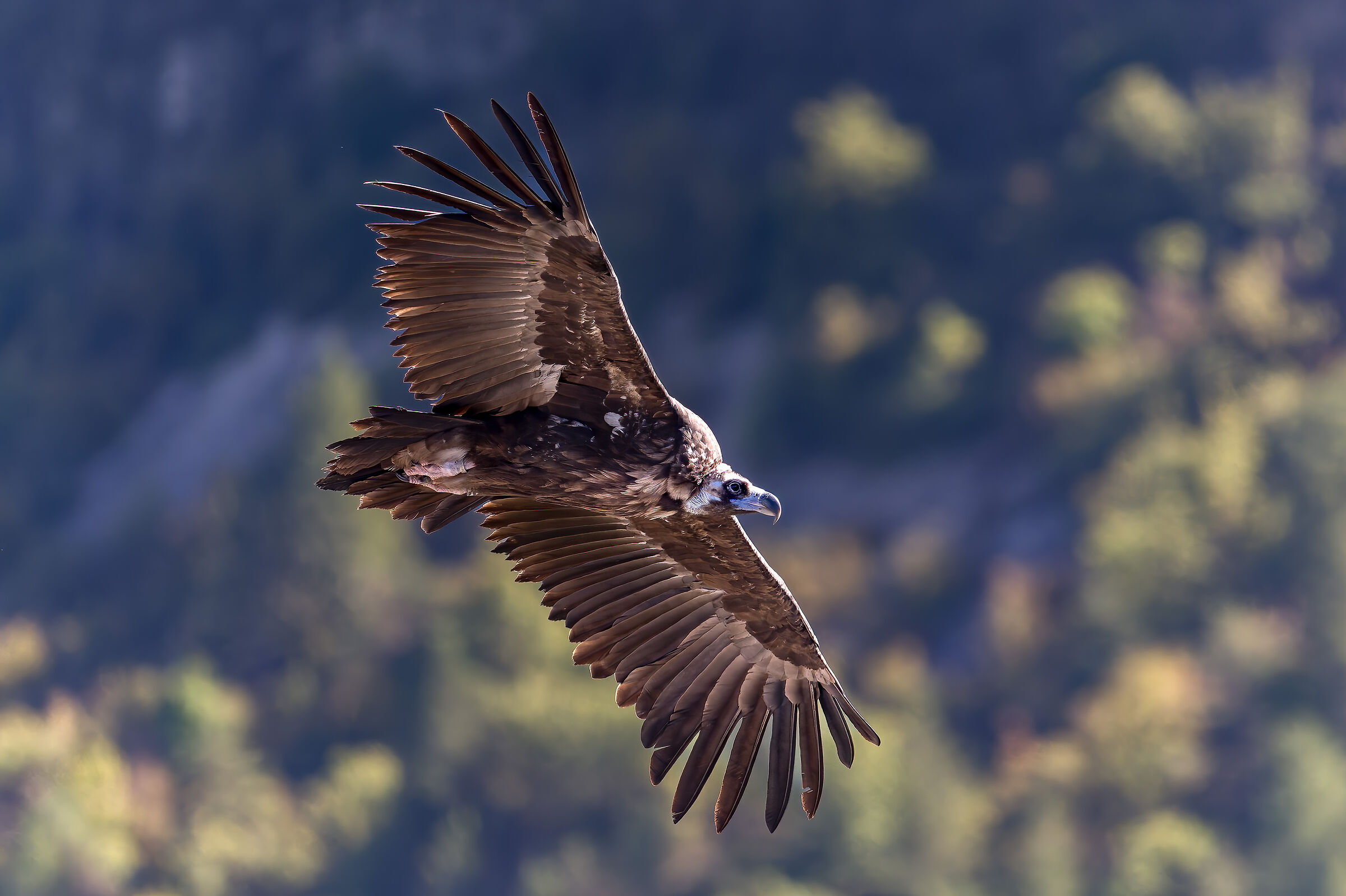 Vulture Monaco-Parc naturel des Baronnies Provençales