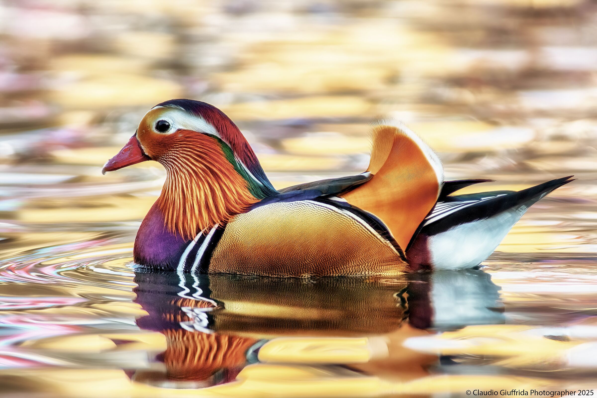 L''anatra mandarina “Siciliana”
