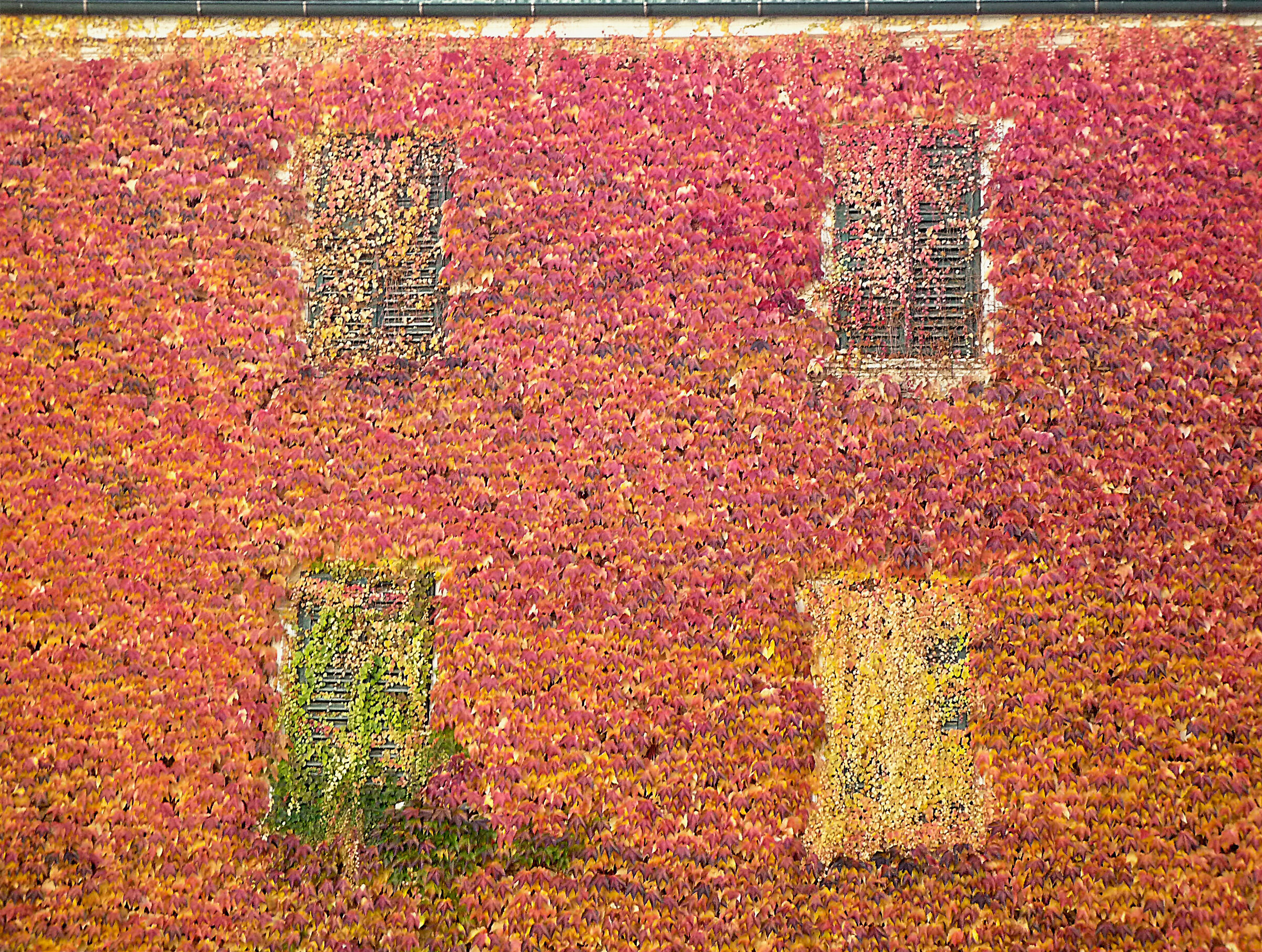 NOVACELLA_2016 (P1080821-1)