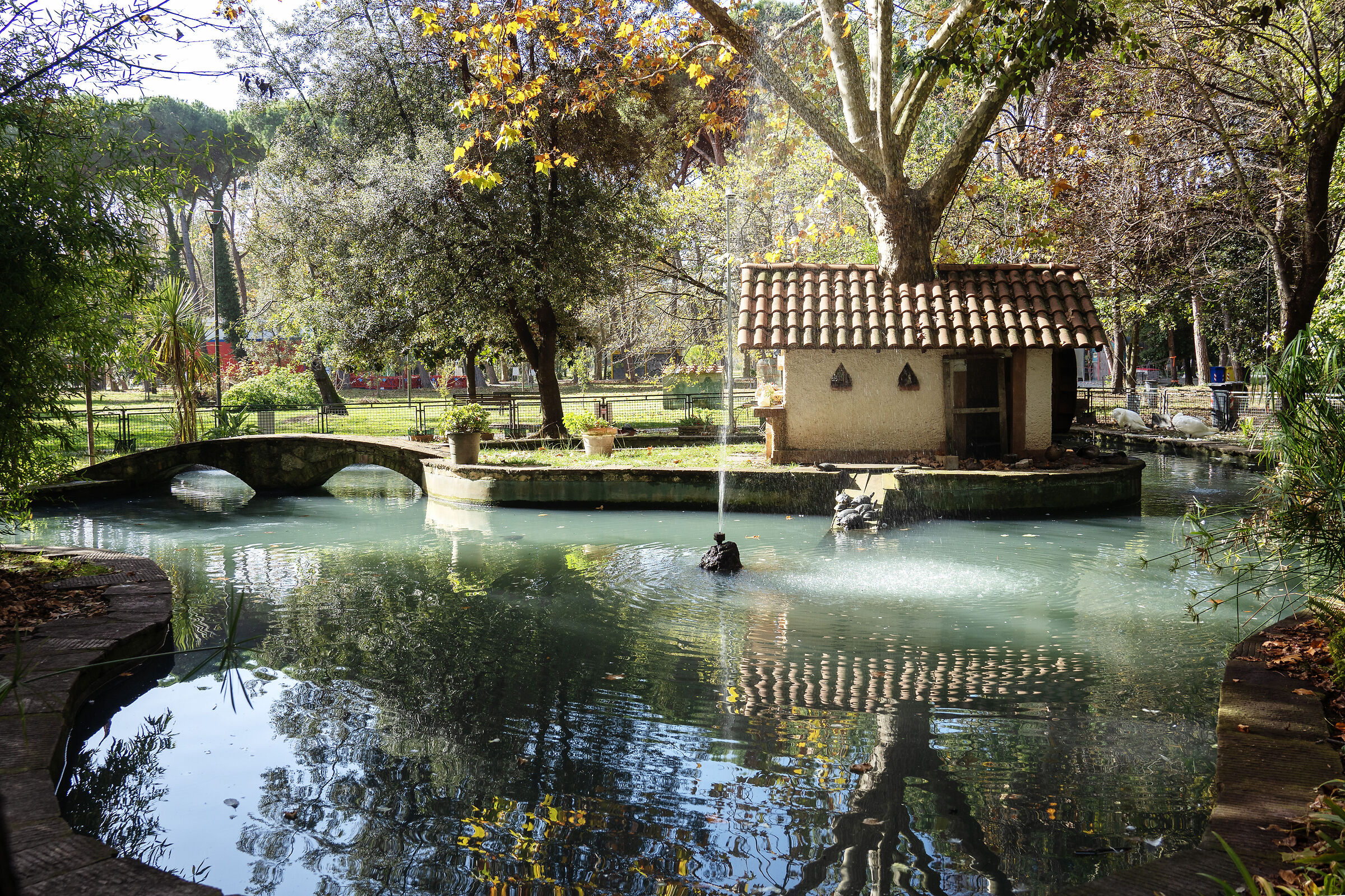 il laghetto dei cigni