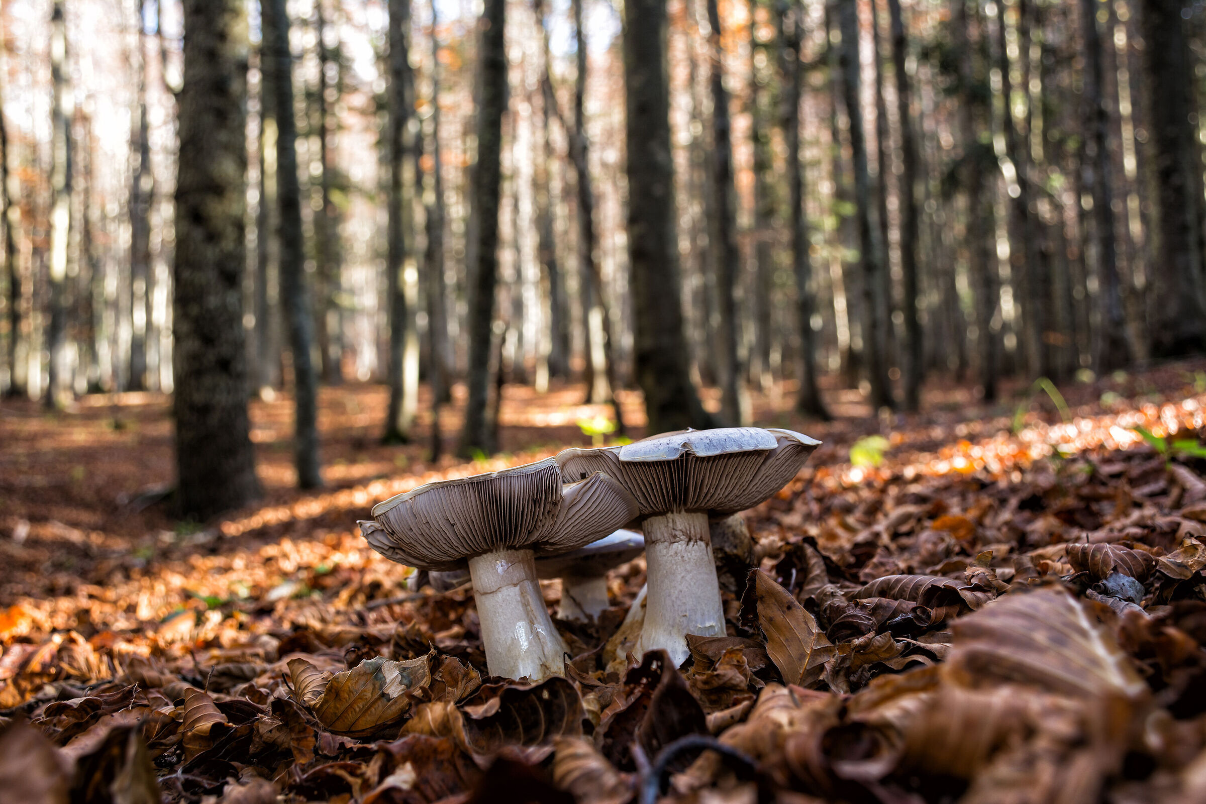 The guardians of the beech forest