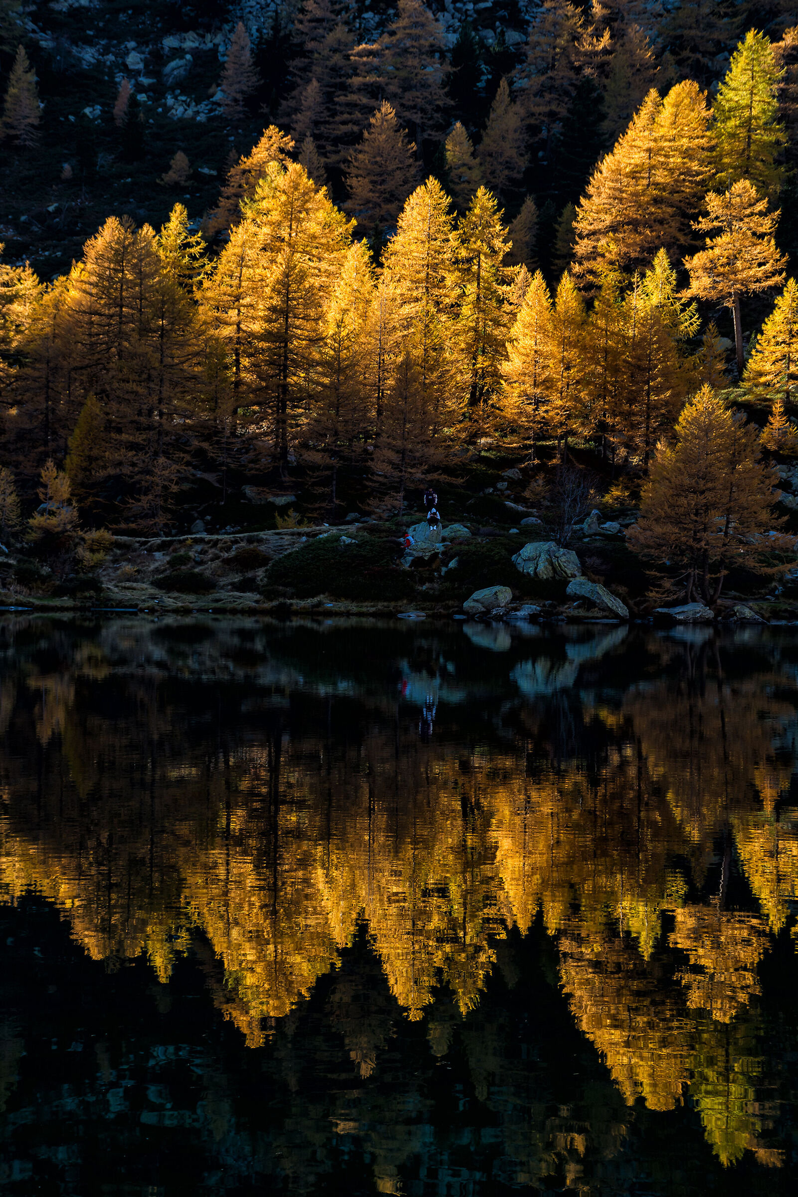 Ultima luce sui larici