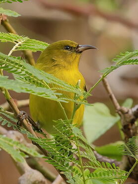 Hemignathus flavus