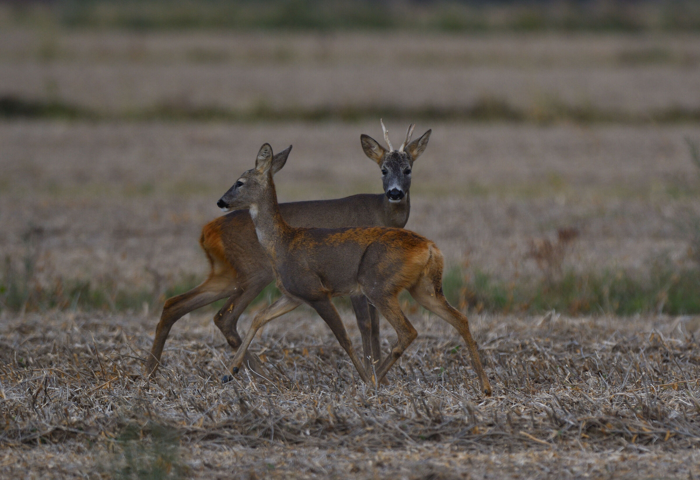 roe deer in the plains ...
