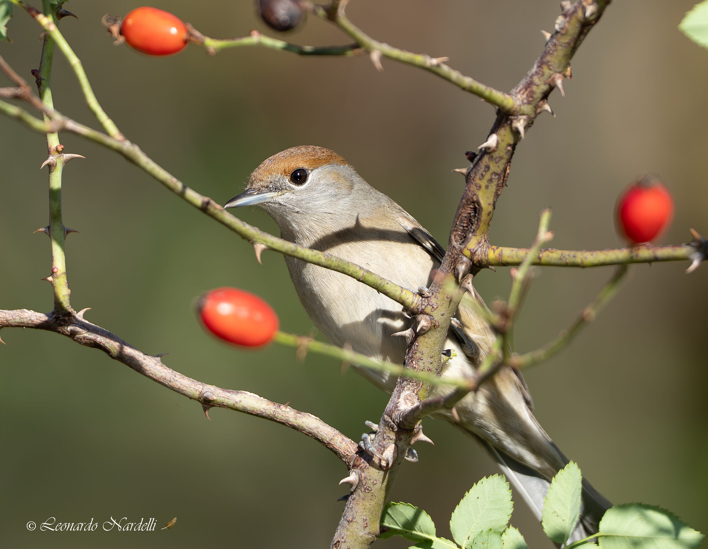 capinera femmina (Sylvia atricapilla),