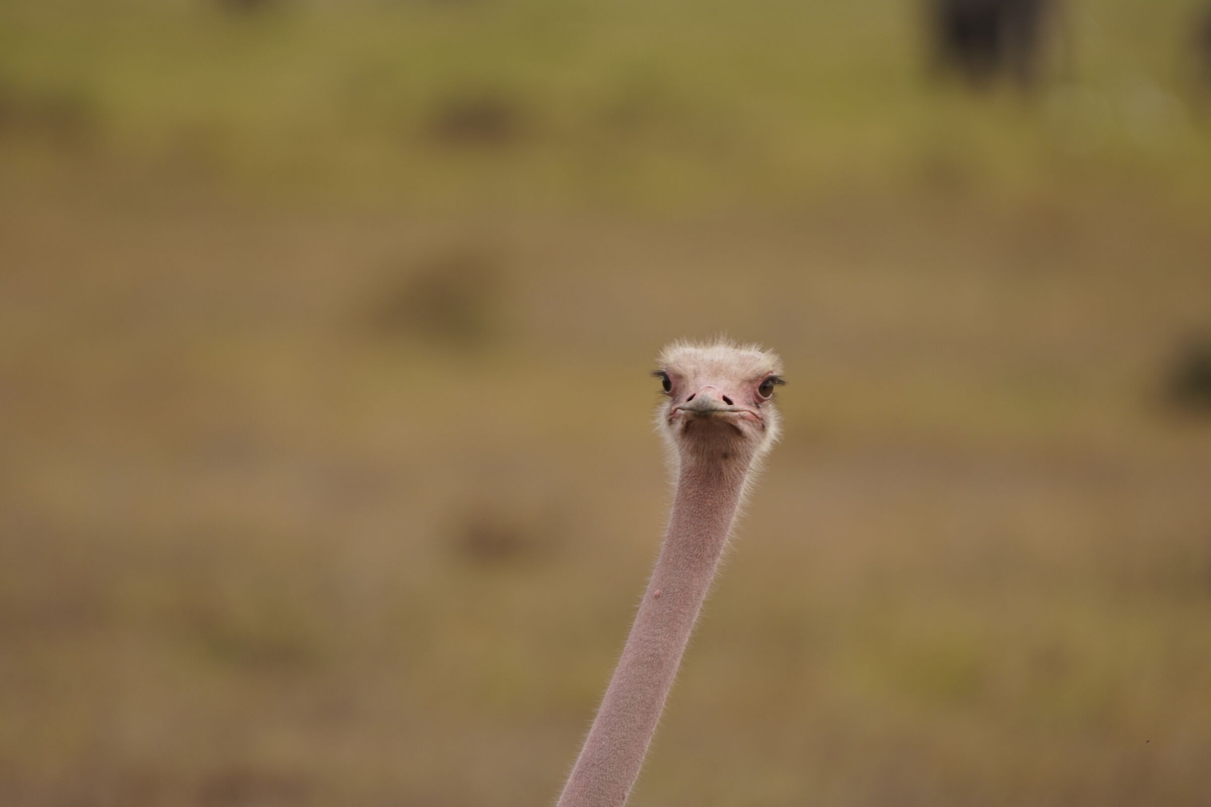 Ostrich