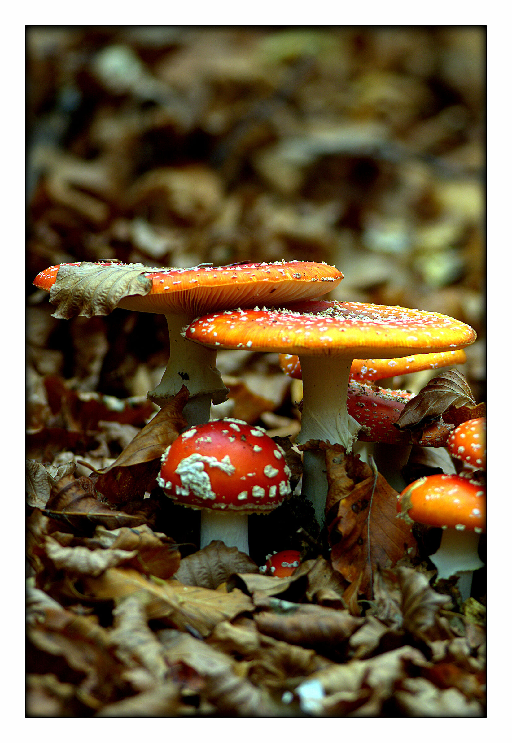 Colori d'autunno